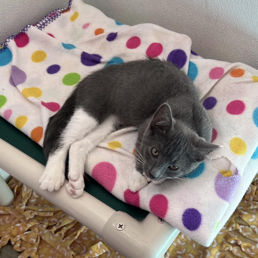 Calista, a Adoptable Domestic Short Hair in Rock Falls, IL image 2/4