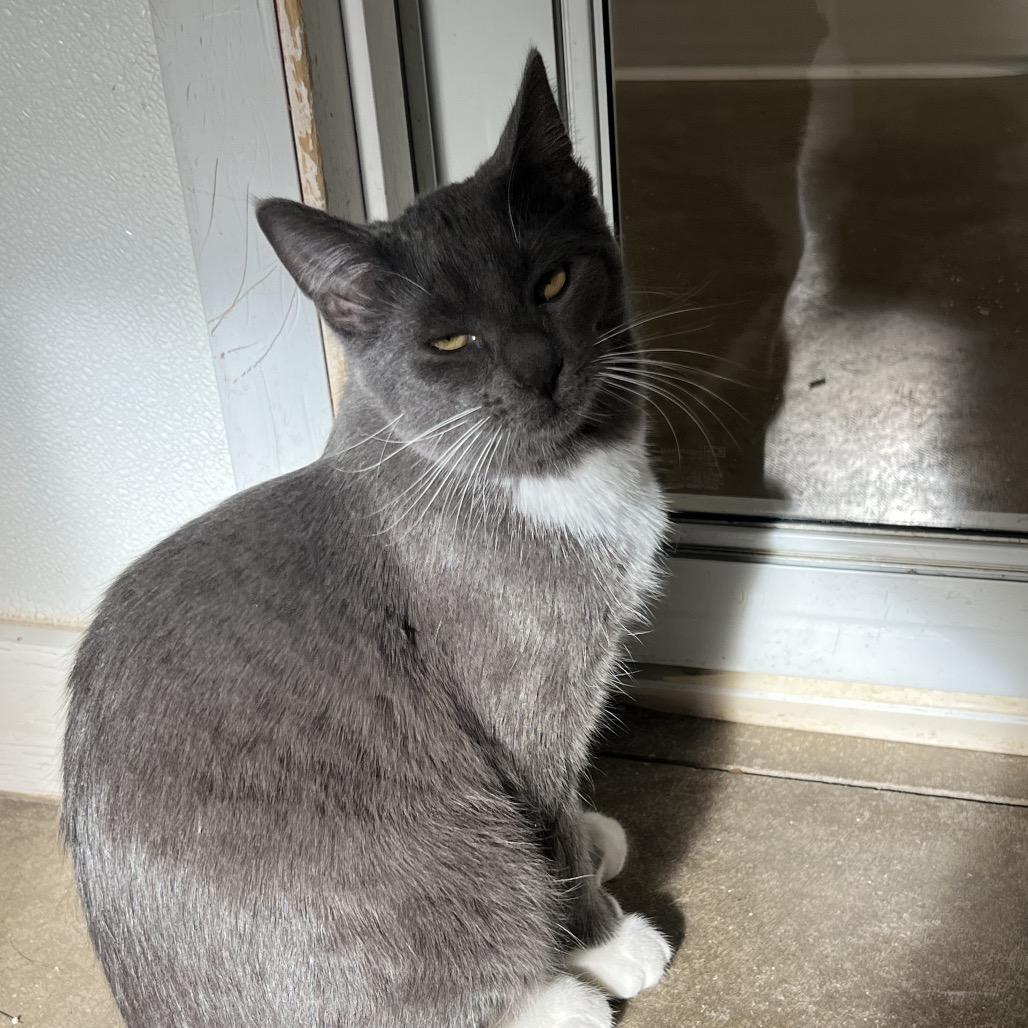 Calista, a Adoptable Domestic Short Hair in Rock Falls, IL image 3/4