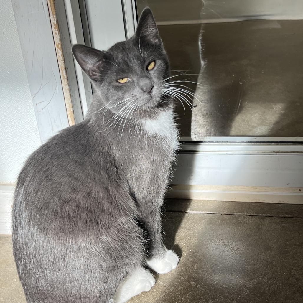 Calista, a Adoptable Domestic Short Hair in Rock Falls, IL image 4/4