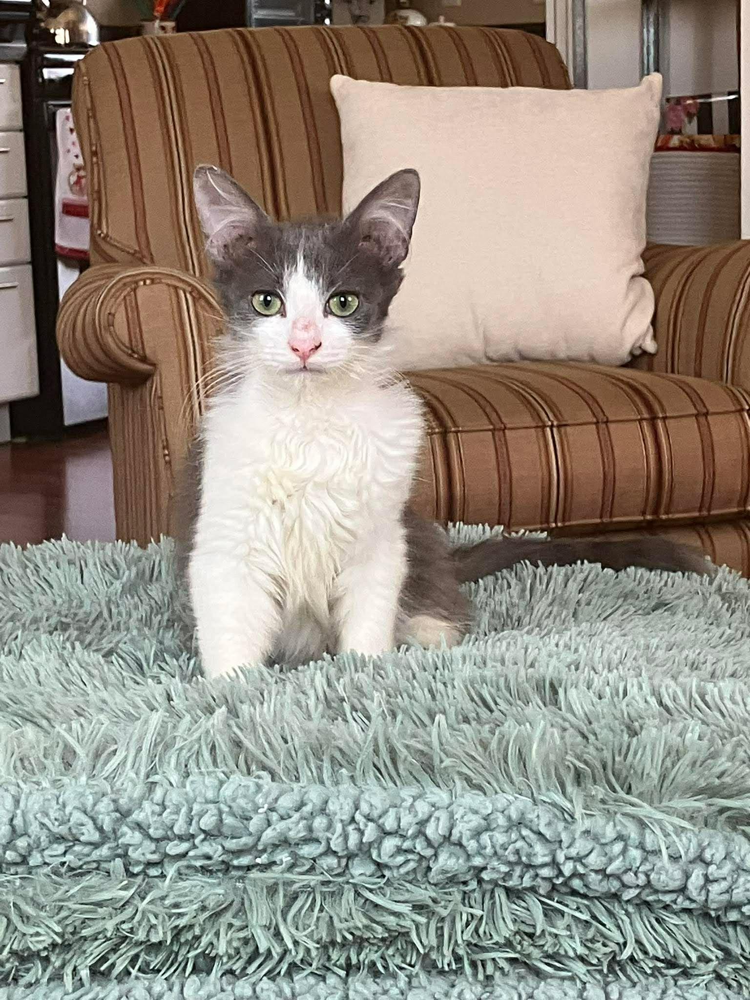 Grey - Playful and affectionate kitten, Adoptable, Kitten Female Domestic Long Hair.