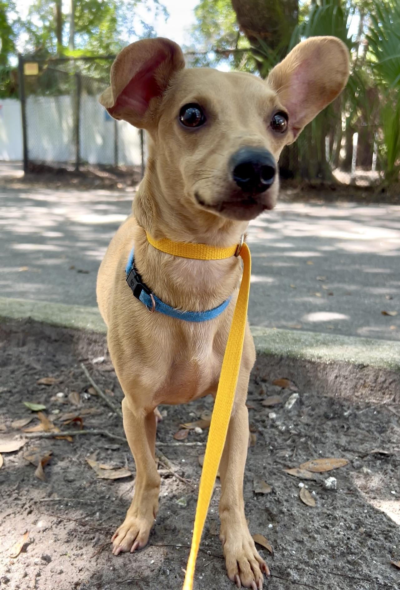Elvis Presley, adopted, Adult Male Chihuahua.