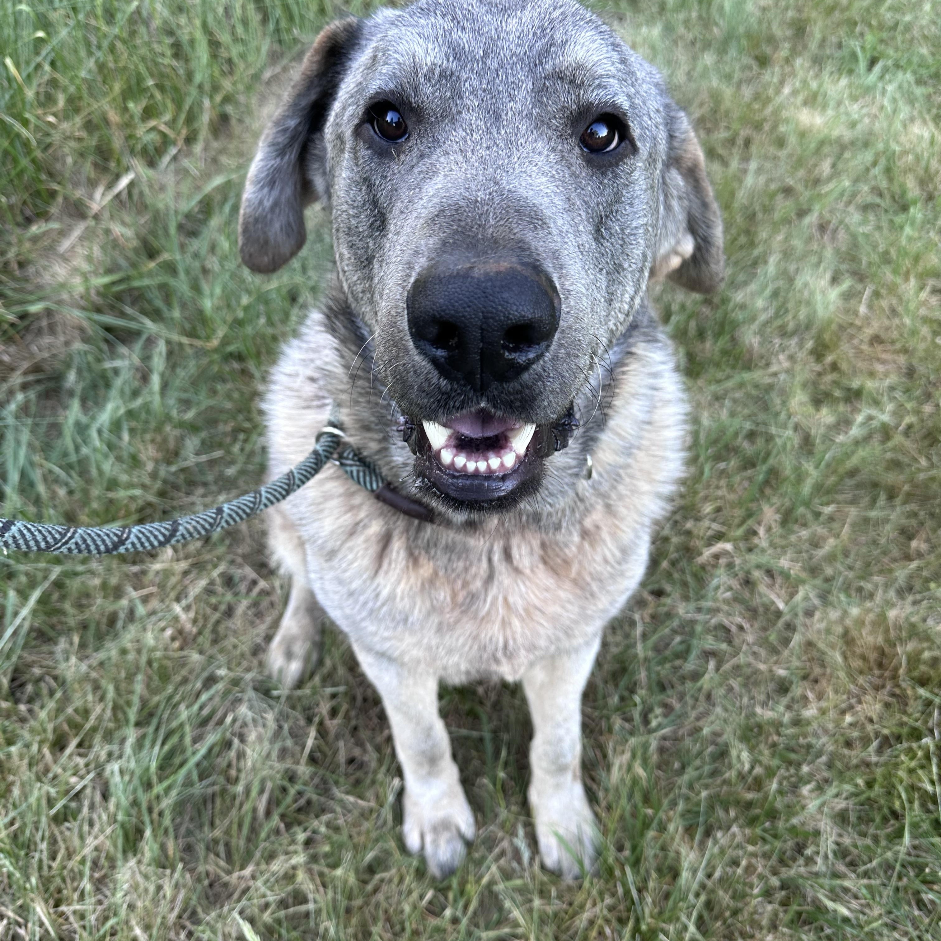 Enlarge Fizz, a ADOPTABLE mixed breed in East Haddam, CT image 2/3