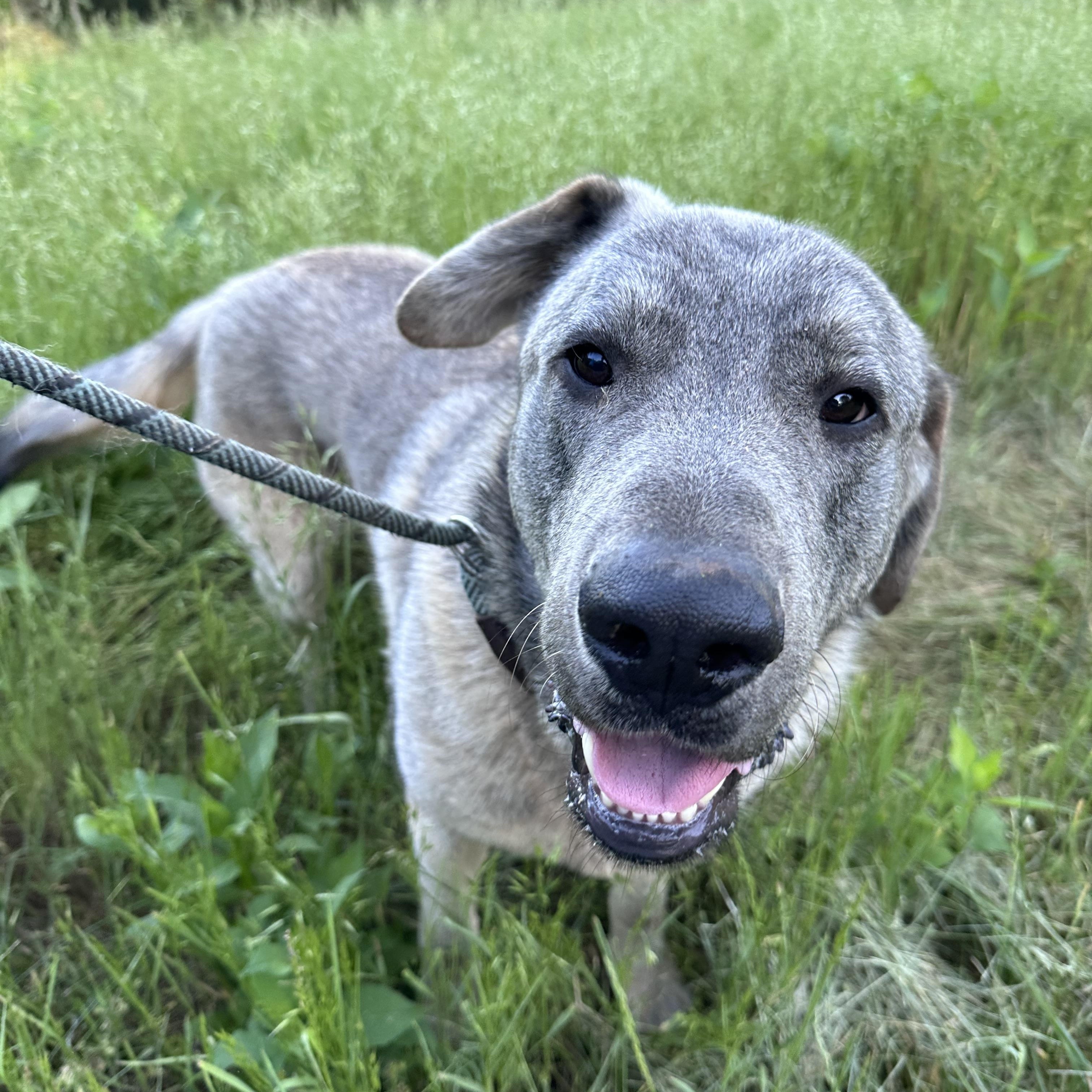 Fizz, ADOPTABLE, Young Male Anatolian Shepherd.