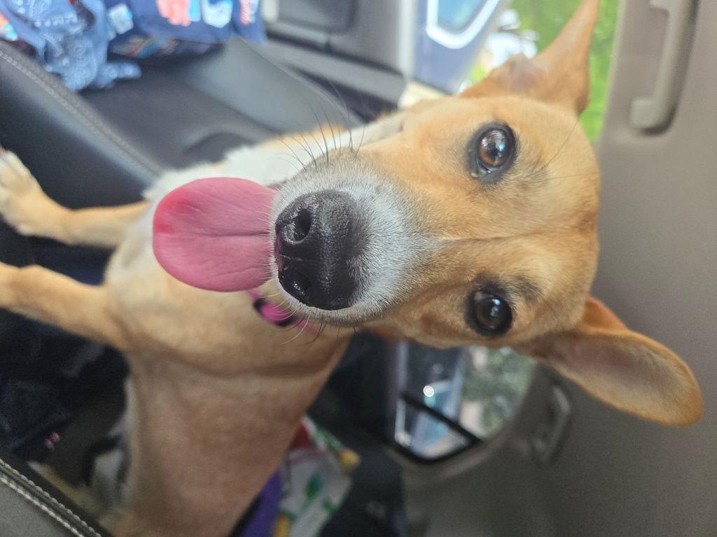 Maddie, Adoptable, Young Female Corgi & Terrier.