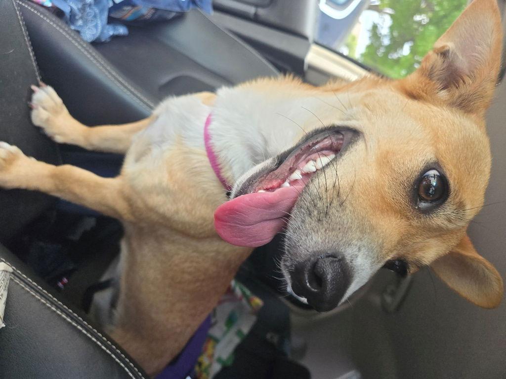 Maddie, a Adoptable mixed breed in San Antonio, TX image 2/3