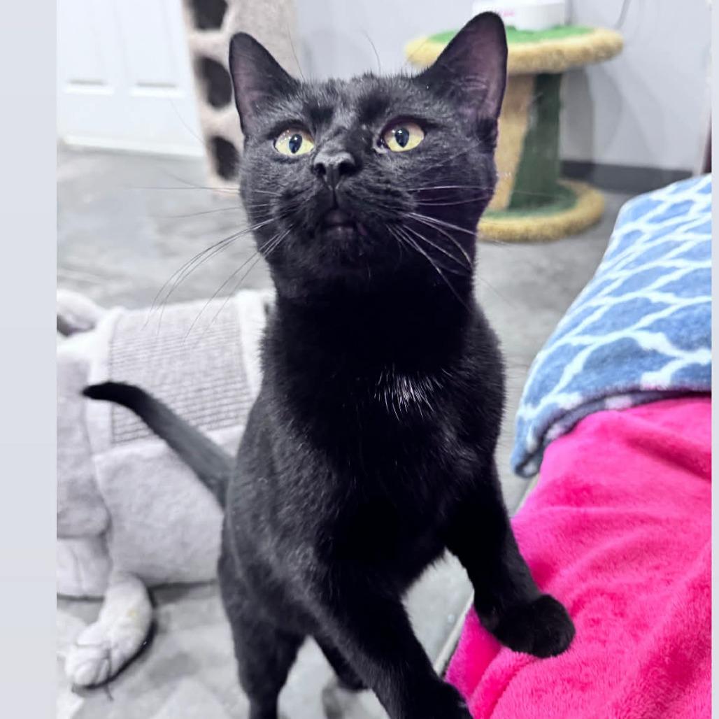 Jellybean, Adoptable, Adult Female Domestic Short Hair.