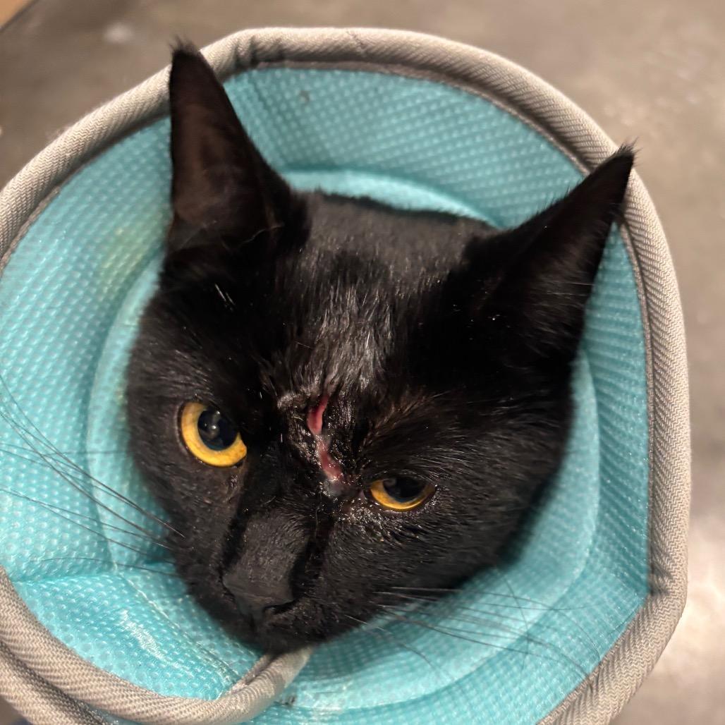 Enlarge Jellybean, a Adoptable Domestic Short Hair in Fairmont, WV image 2/2