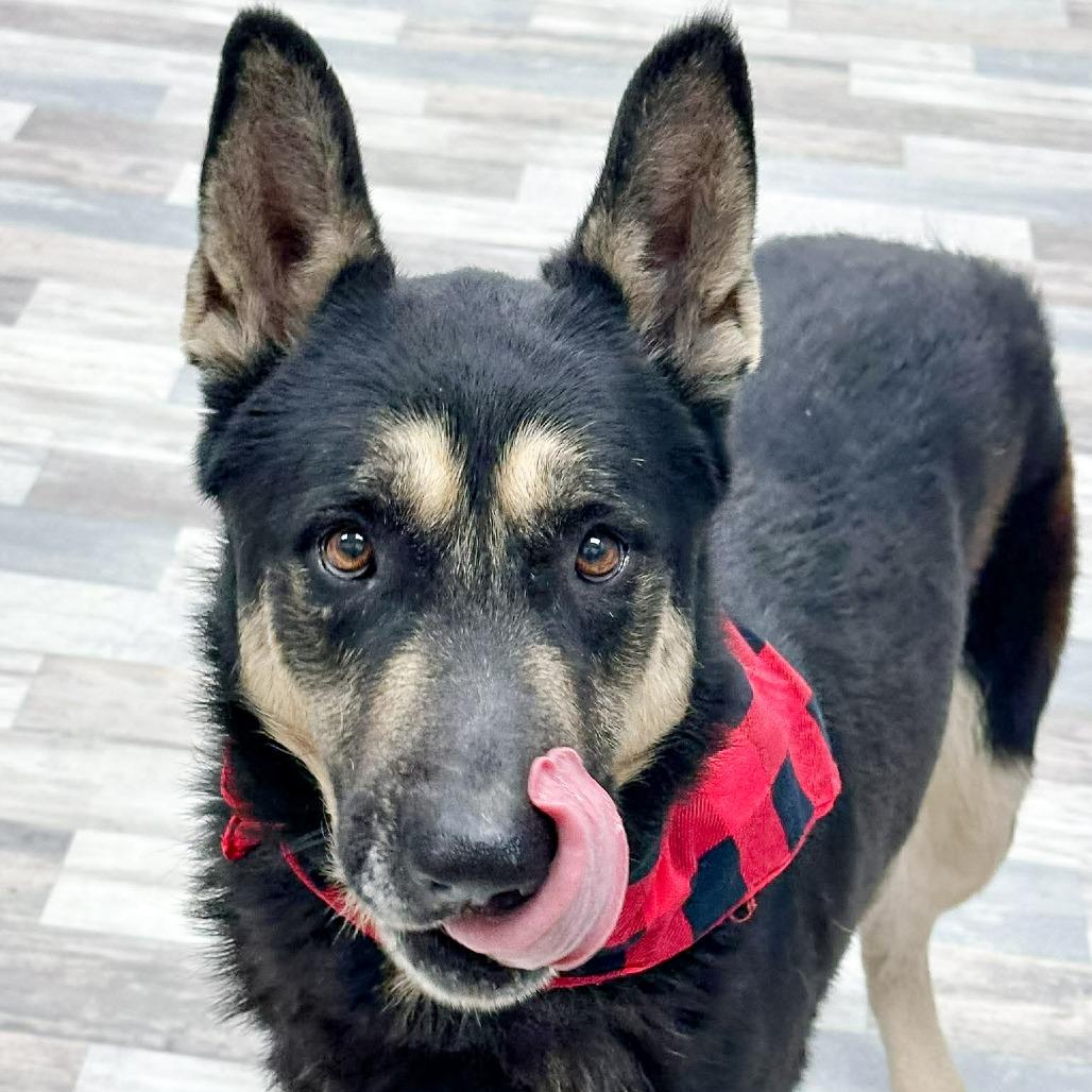 Azriel, Adoptable, Adult Male German Shepherd Dog.