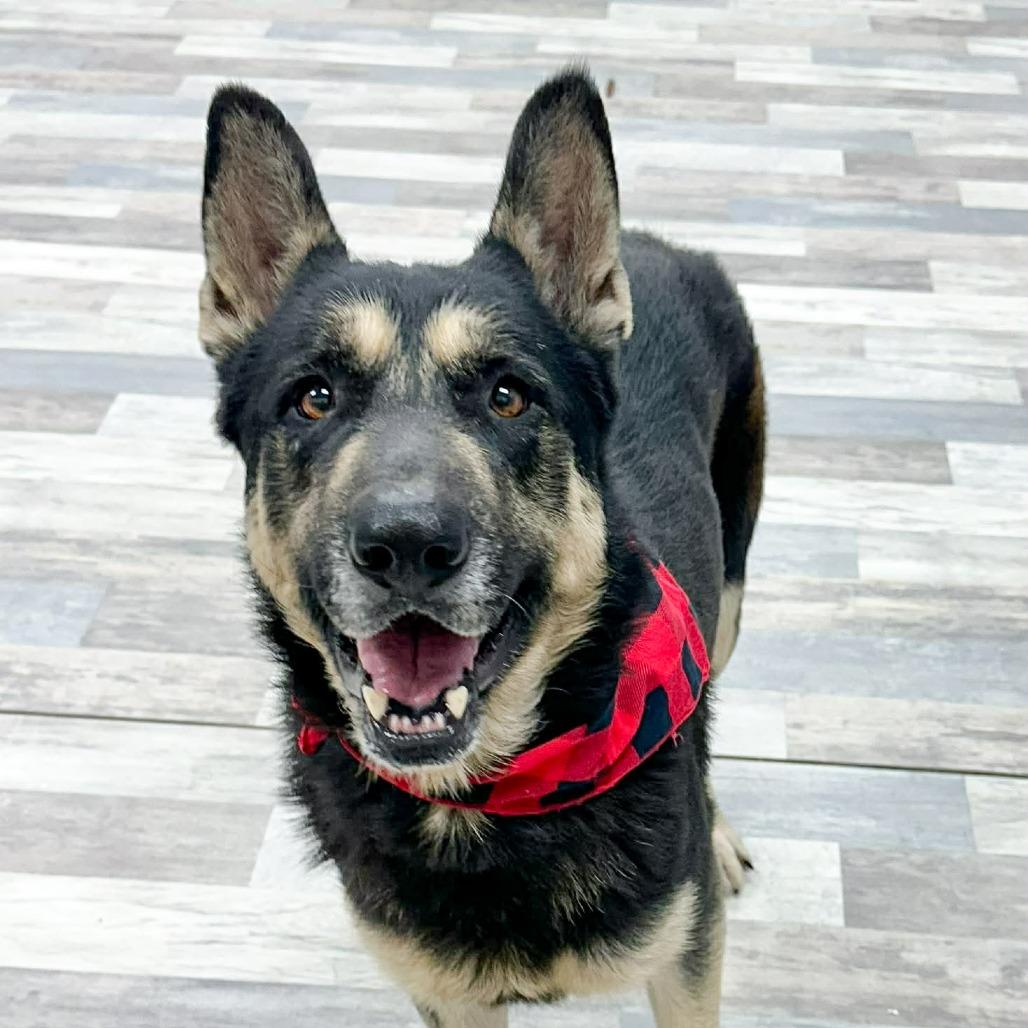 Enlarge Azriel, a Adoptable German Shepherd Dog in Lufkin, TX image 2/6