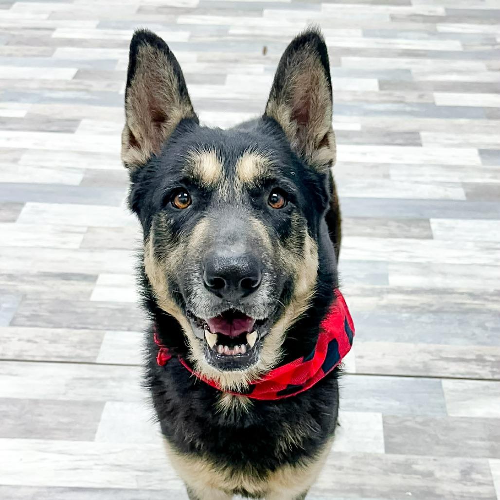 Enlarge Azriel, a Adoptable German Shepherd Dog in Lufkin, TX image 3/6