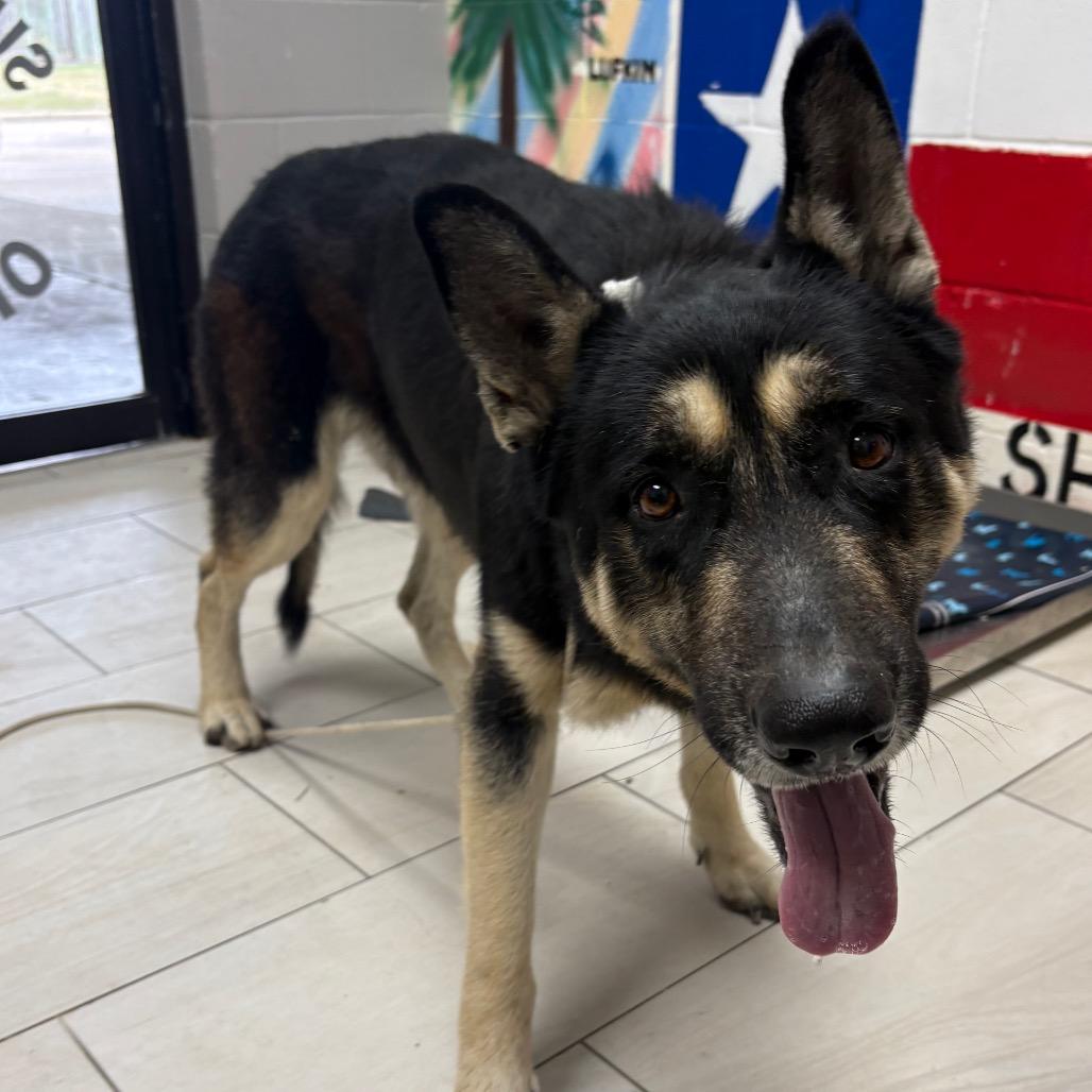 Enlarge Azriel, a Adoptable German Shepherd Dog in Lufkin, TX image 4/6