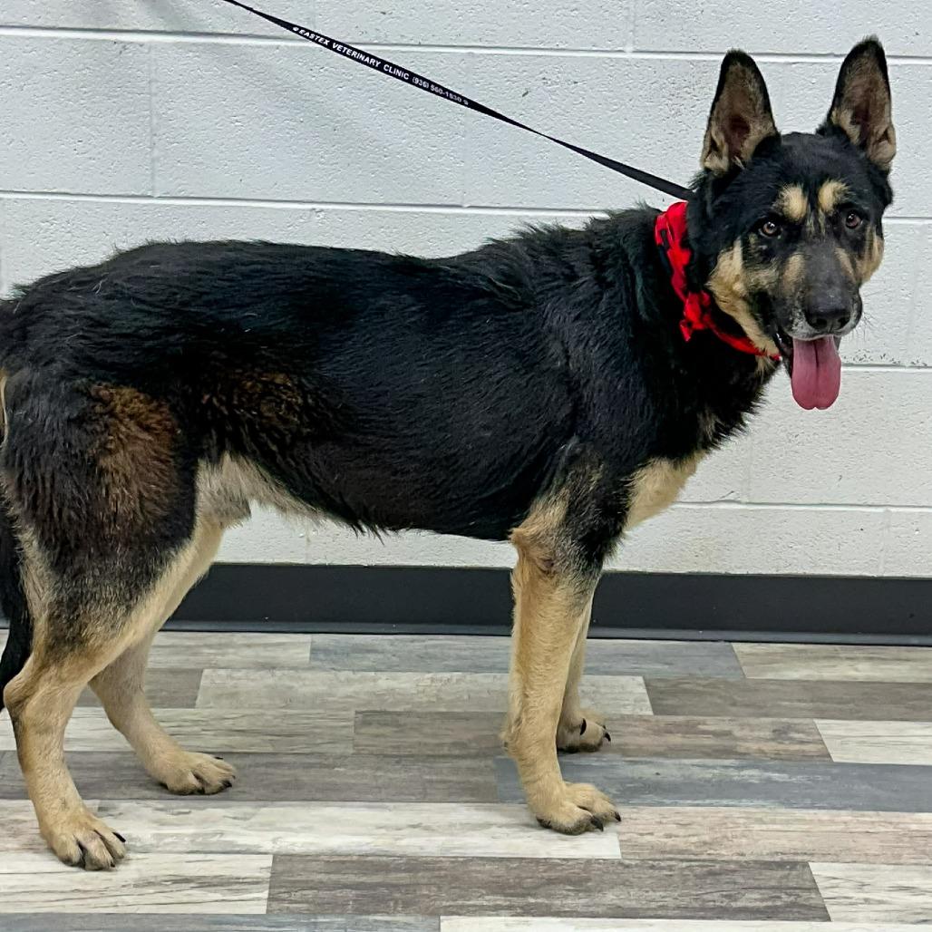 Enlarge Azriel, a Adoptable German Shepherd Dog in Lufkin, TX image 5/6