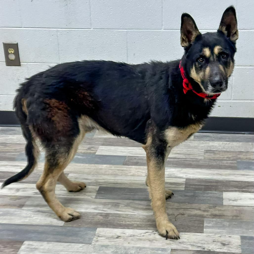 Enlarge Azriel, a Adoptable German Shepherd Dog in Lufkin, TX image 6/6