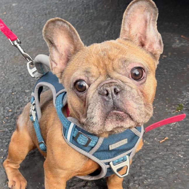 Qween, Adoptable, Adult Female French Bulldog.
