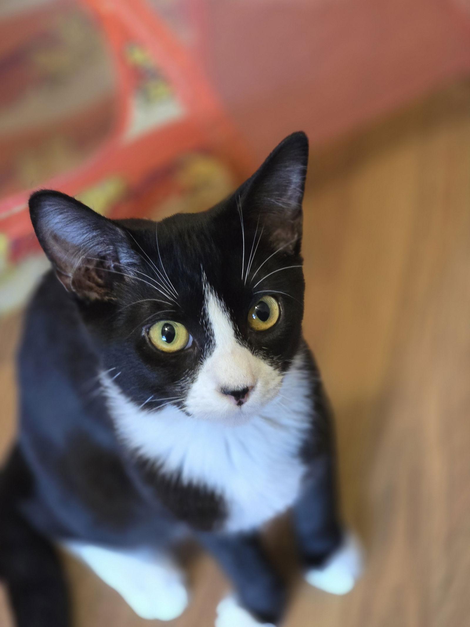 Enlarge Gus (9886), a Adoptable Tuxedo in Wesley Chapel, FL image 2/2