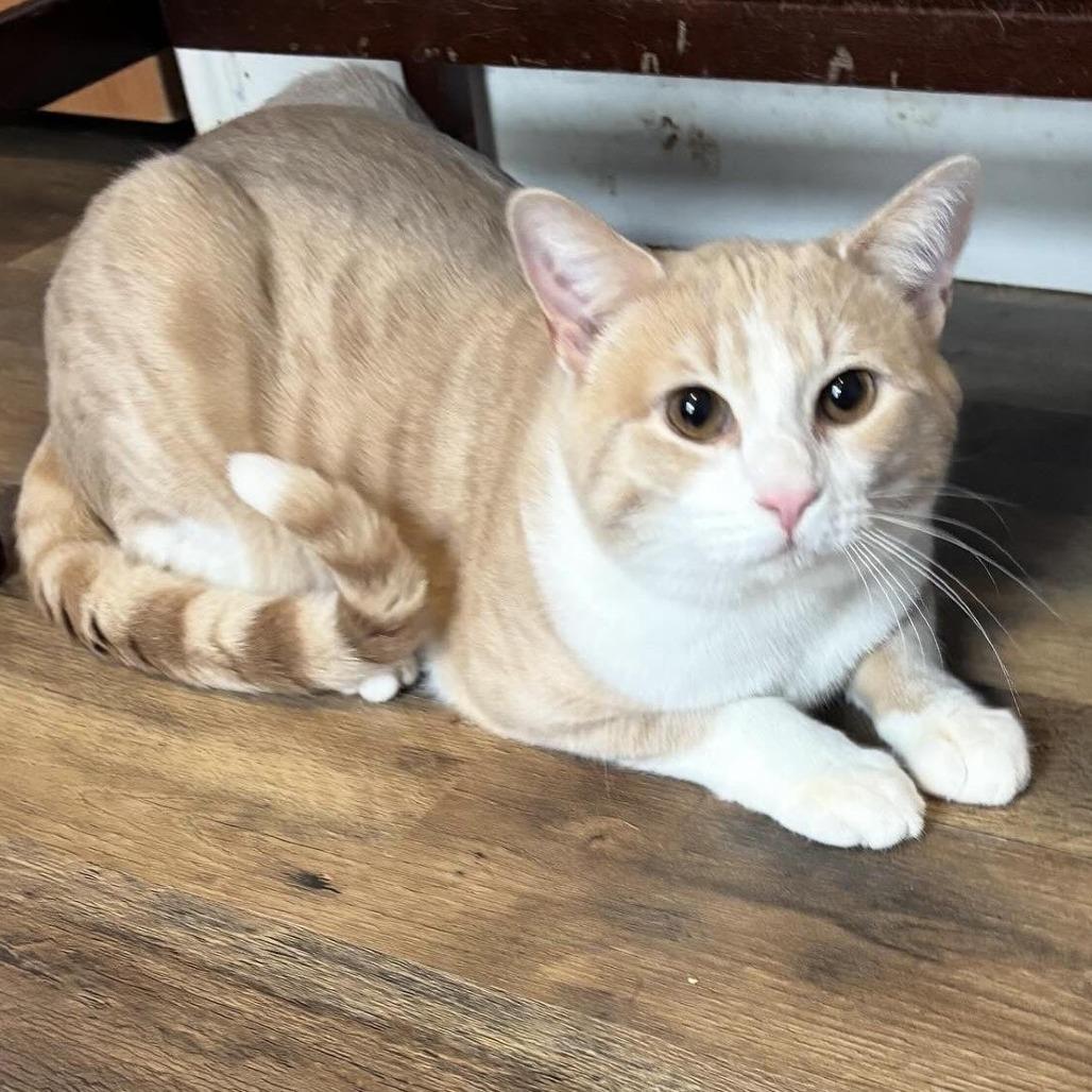 Enlarge Cody, a Adoptable Domestic Short Hair in Alexandria, VA image 1/1