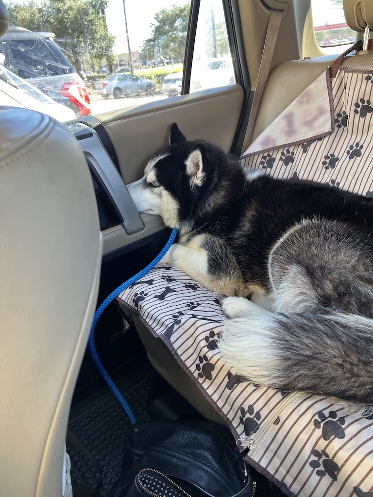 Enlarge Alamo, a Adopted Siberian Husky in Humble, TX image 7/10