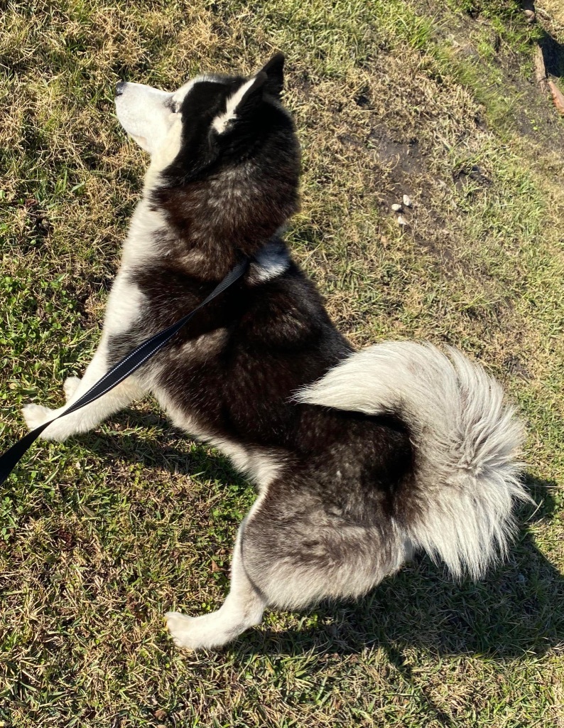 Enlarge Alamo, a Adopted Siberian Husky in Humble, TX image 9/10