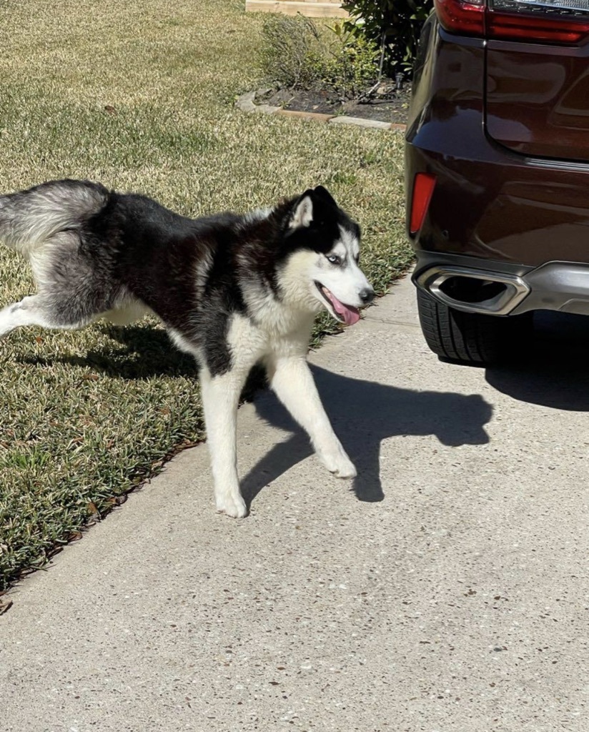 Enlarge Alamo, a Adopted Siberian Husky in Humble, TX image 8/10