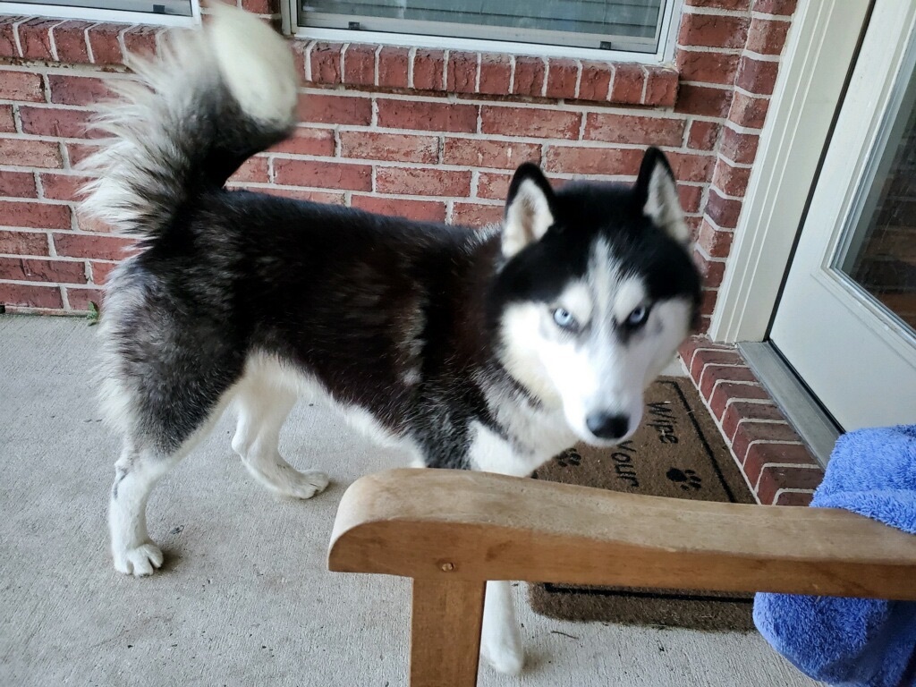 Enlarge Alamo, a Adopted Siberian Husky in Humble, TX image 6/10