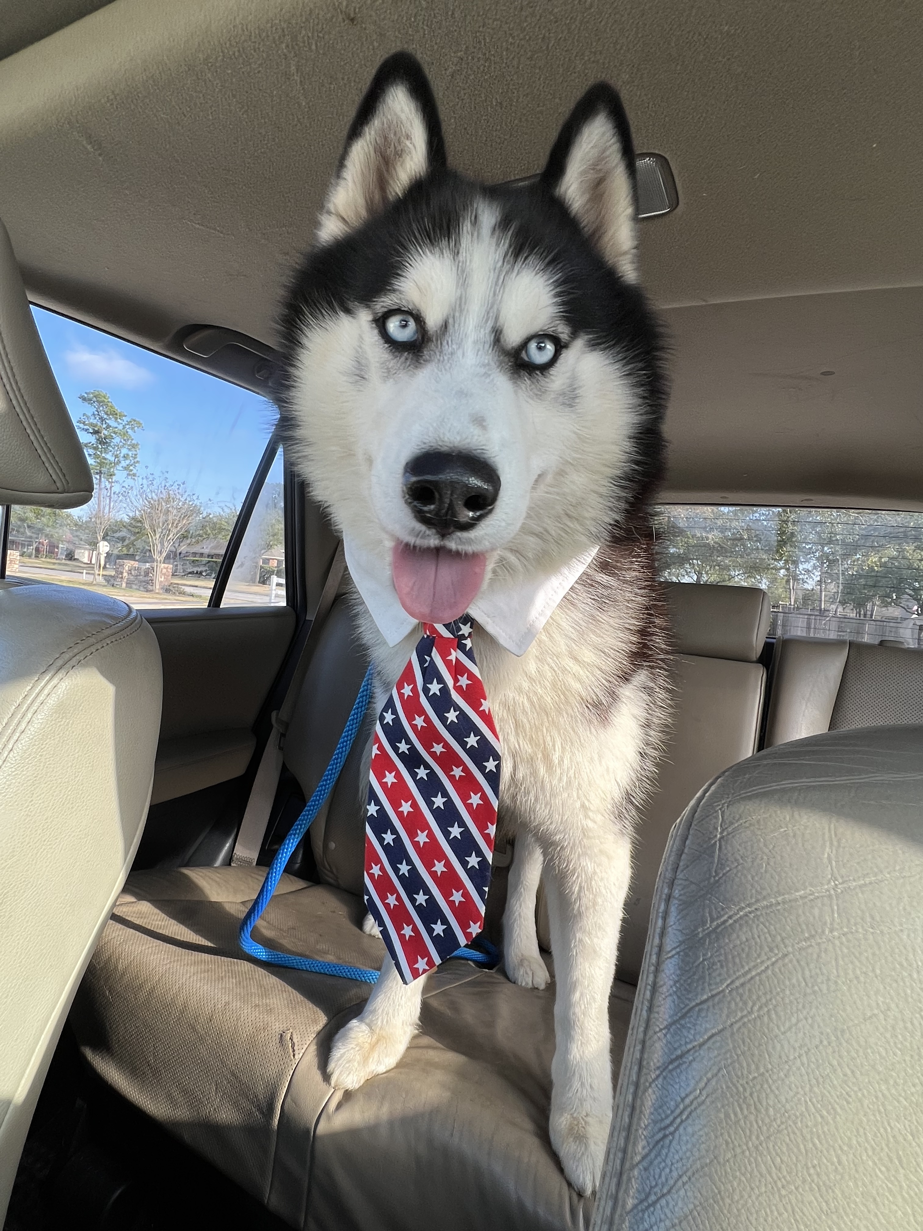 Enlarge Alamo, a Adopted Siberian Husky in Humble, TX image 10/10