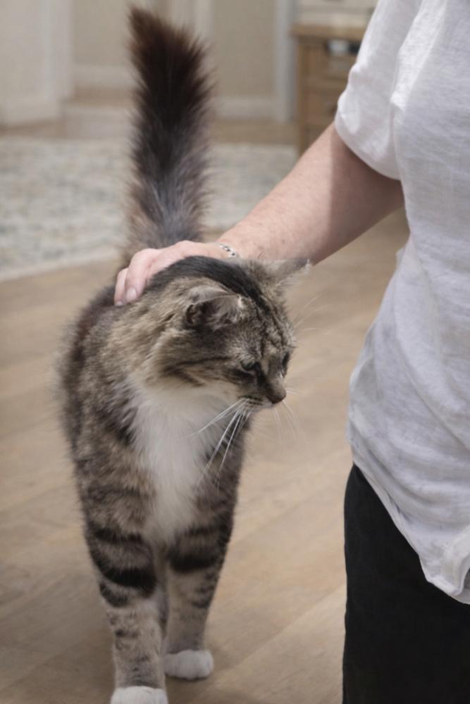Enlarge Felicia, a Adoptable Domestic Short Hair in Hudson, NH image 1/3
