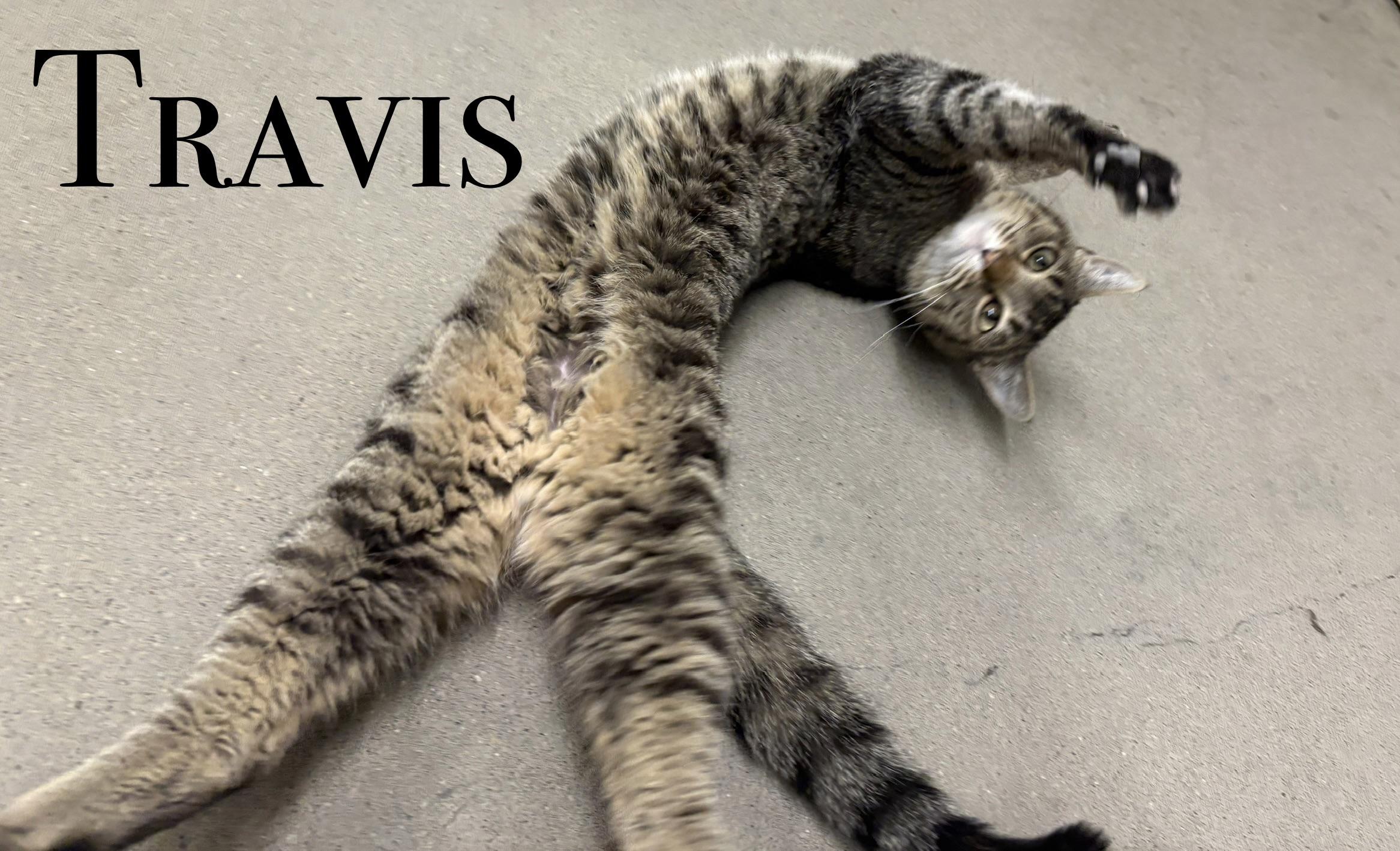 Enlarge Travis, a ADOPTABLE Domestic Short Hair in Craig, CO image 1/1