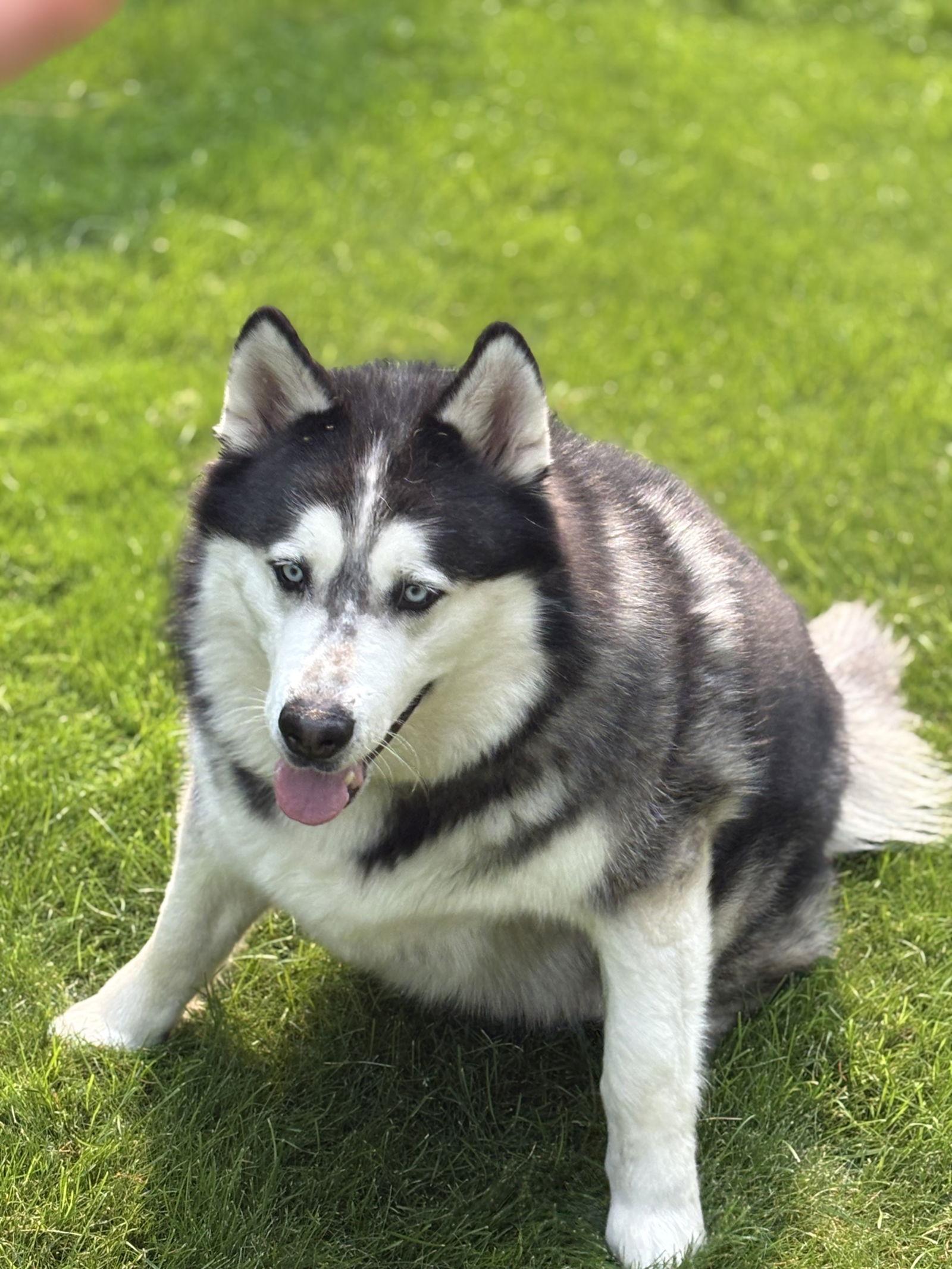 POE, Adopted, Adult Male Alaskan Malamute & Siberian Husky.