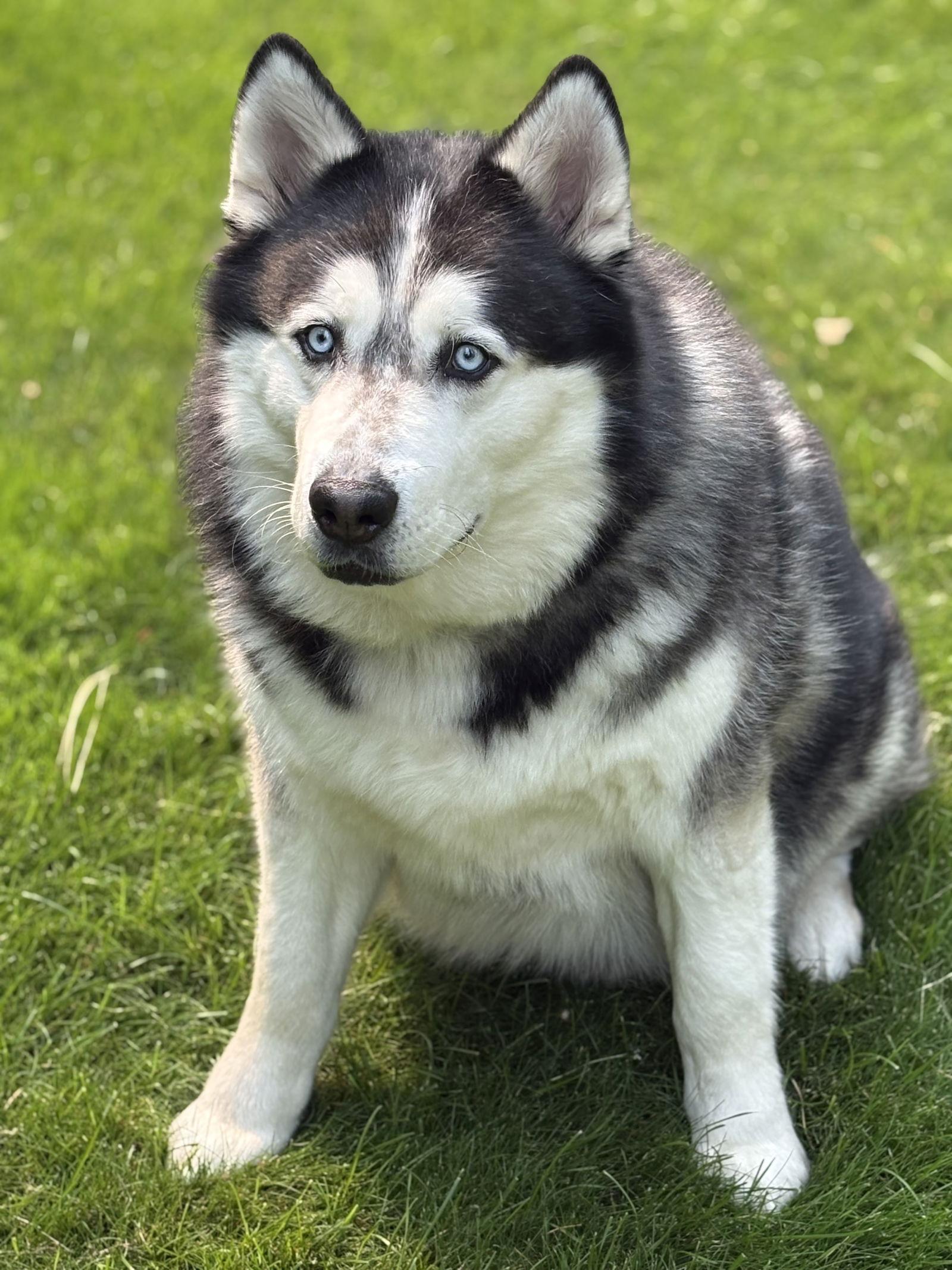 Enlarge POE, a Adopted mixed breed in Seattle, WA image 2/3