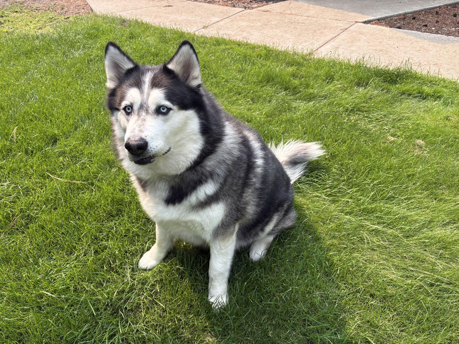 Enlarge POE, a Adopted mixed breed in Seattle, WA image 3/3