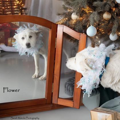 Flower, Adoptable, Adult Female Australian Cattle Dog / Blue Heeler & Siberian Husky.
