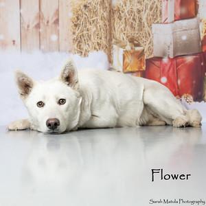Flower, Adoptable, Adult Female Mixed Breed & Mixed Breed.