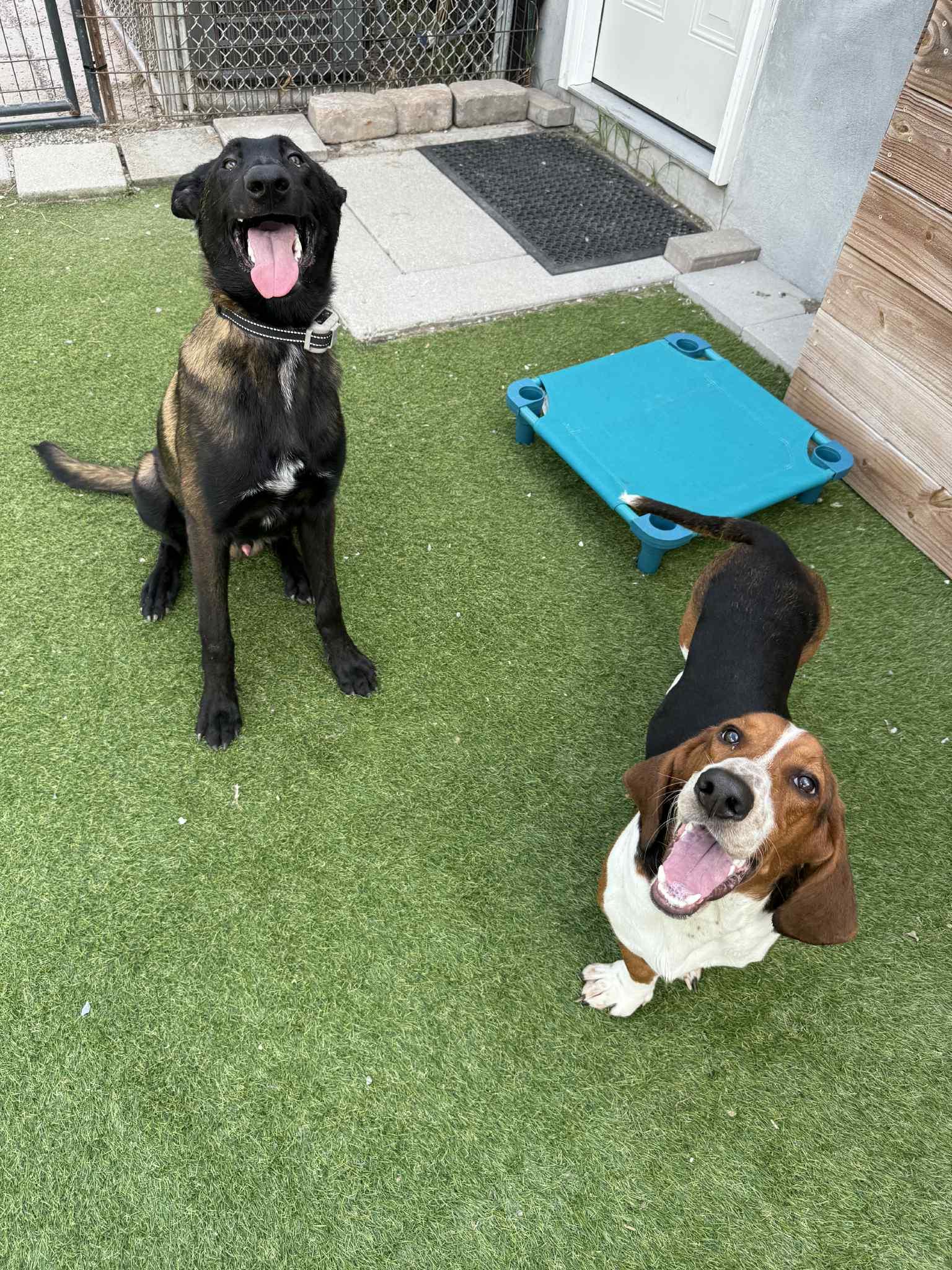 Tanz, a Adopted Belgian Shepherd / Malinois in Jacksonville, NC image 1/6