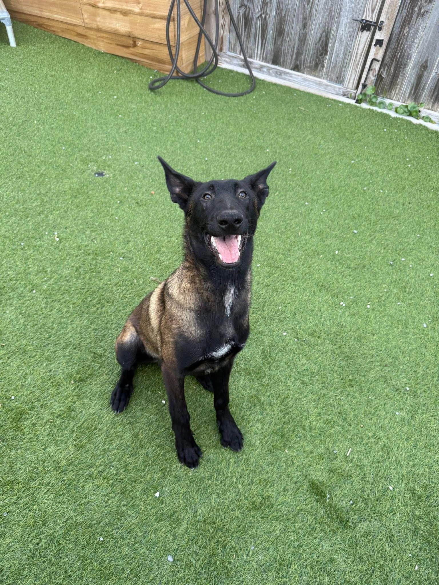 Tanz, a Adopted Belgian Shepherd / Malinois in Jacksonville, NC image 2/6