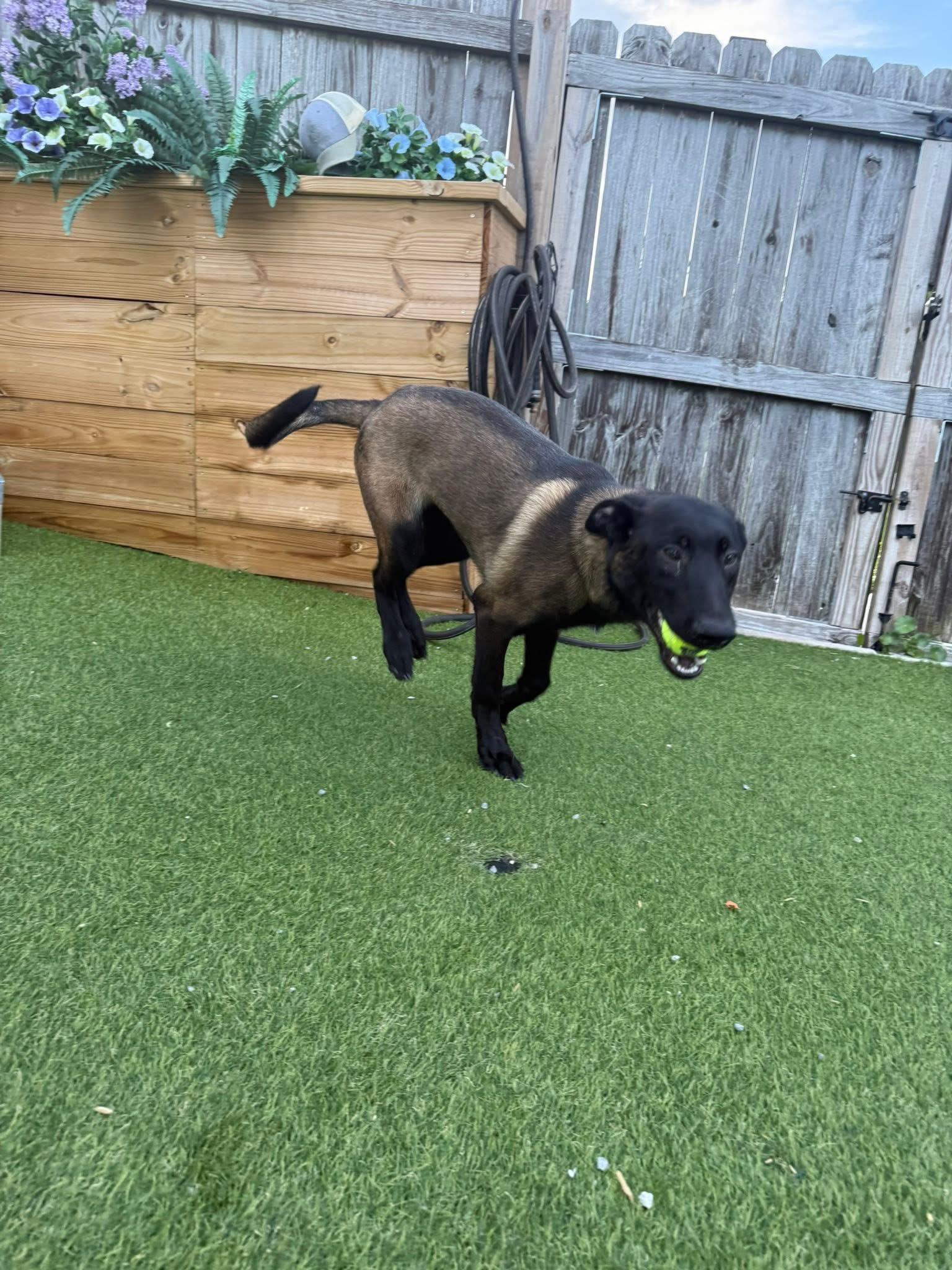 Tanz, a Adopted Belgian Shepherd / Malinois in Jacksonville, NC image 4/6