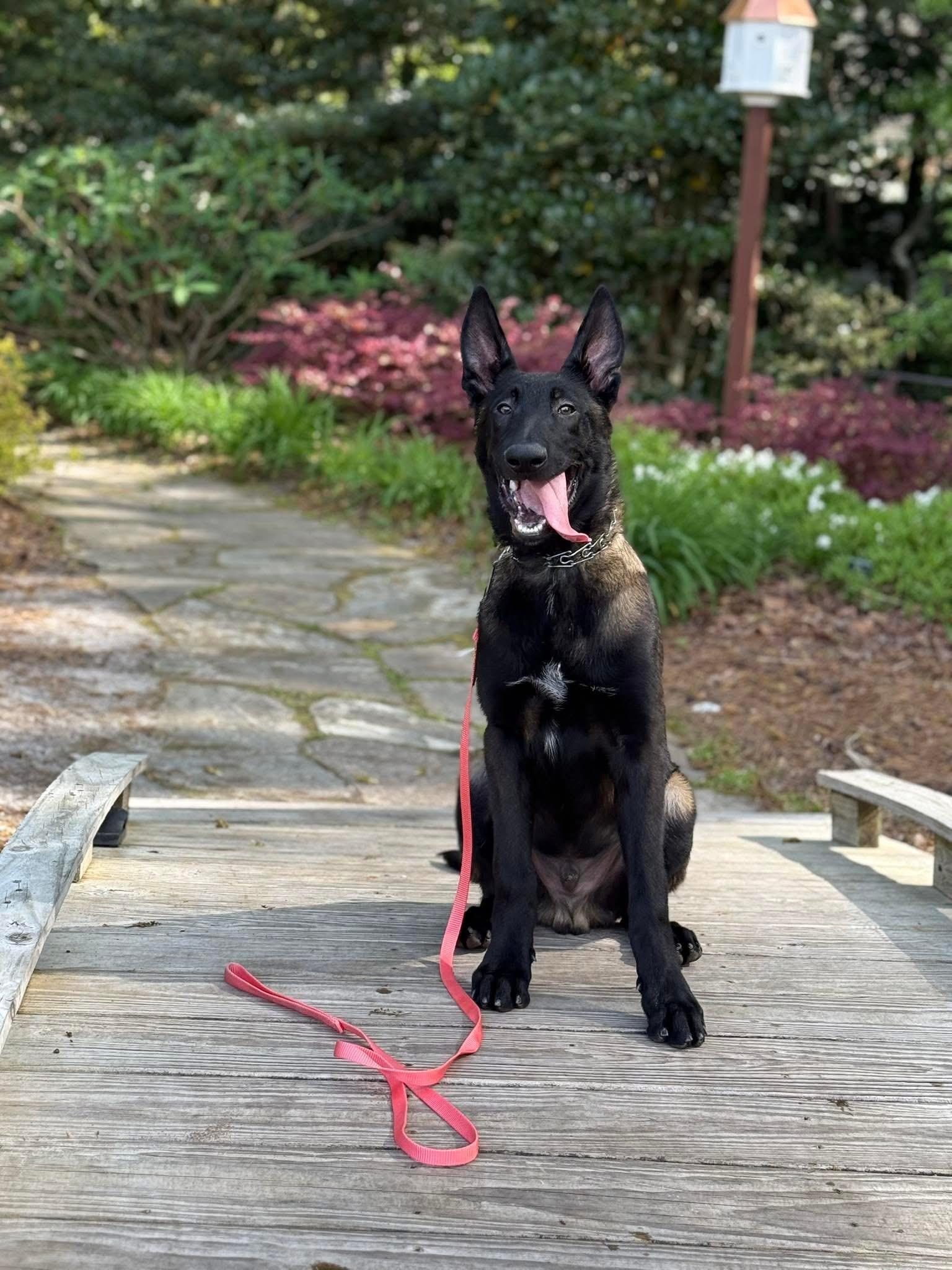 Tanz, a Adopted Belgian Shepherd / Malinois in Jacksonville, NC image 6/6