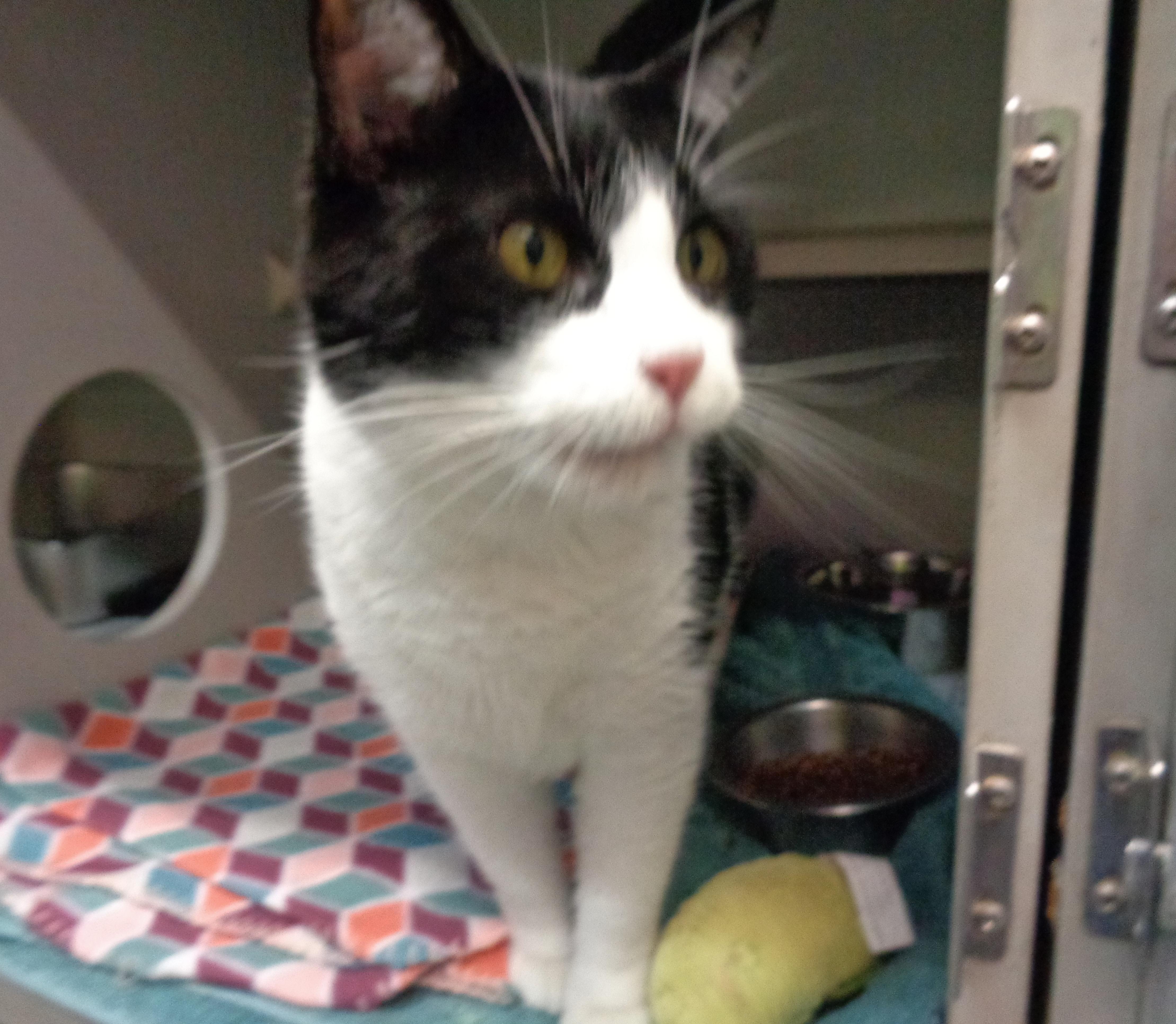 Enlarge ATLAS, a Adopted Domestic Short Hair in Delhi, NY image 4/6