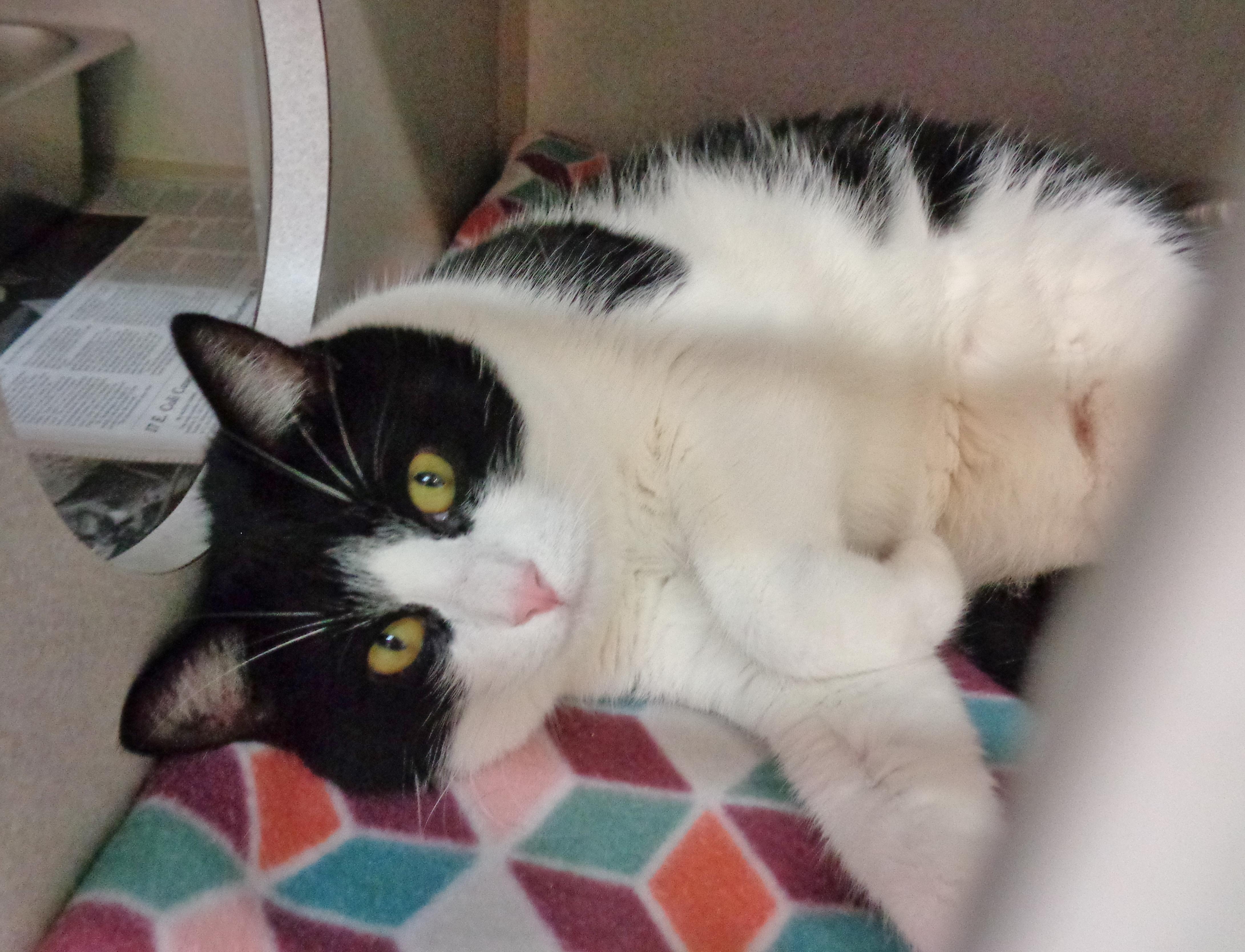 Enlarge ATLAS, a Adopted Domestic Short Hair in Delhi, NY image 3/6