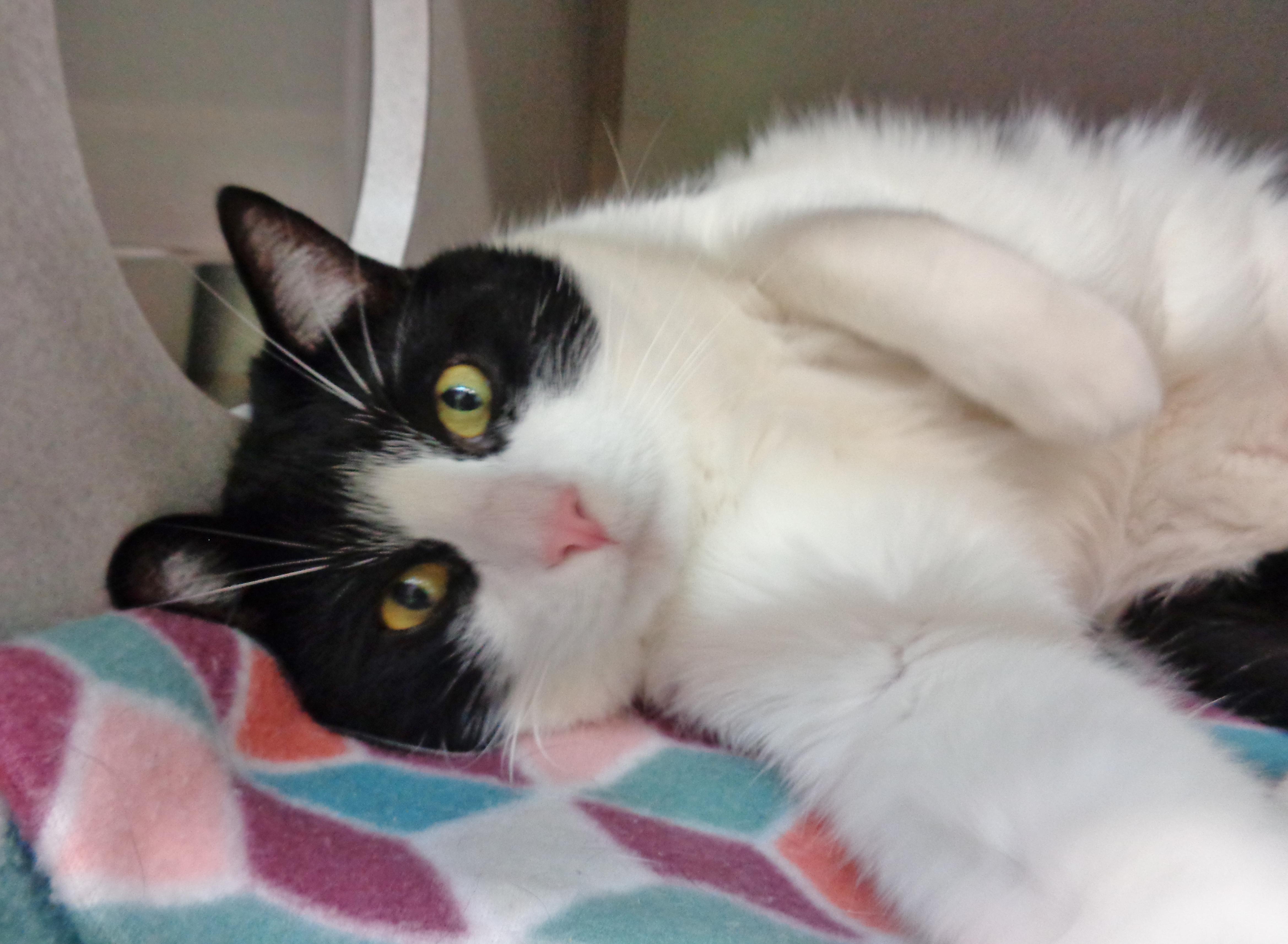 Enlarge ATLAS, a Adopted Domestic Short Hair in Delhi, NY image 5/6