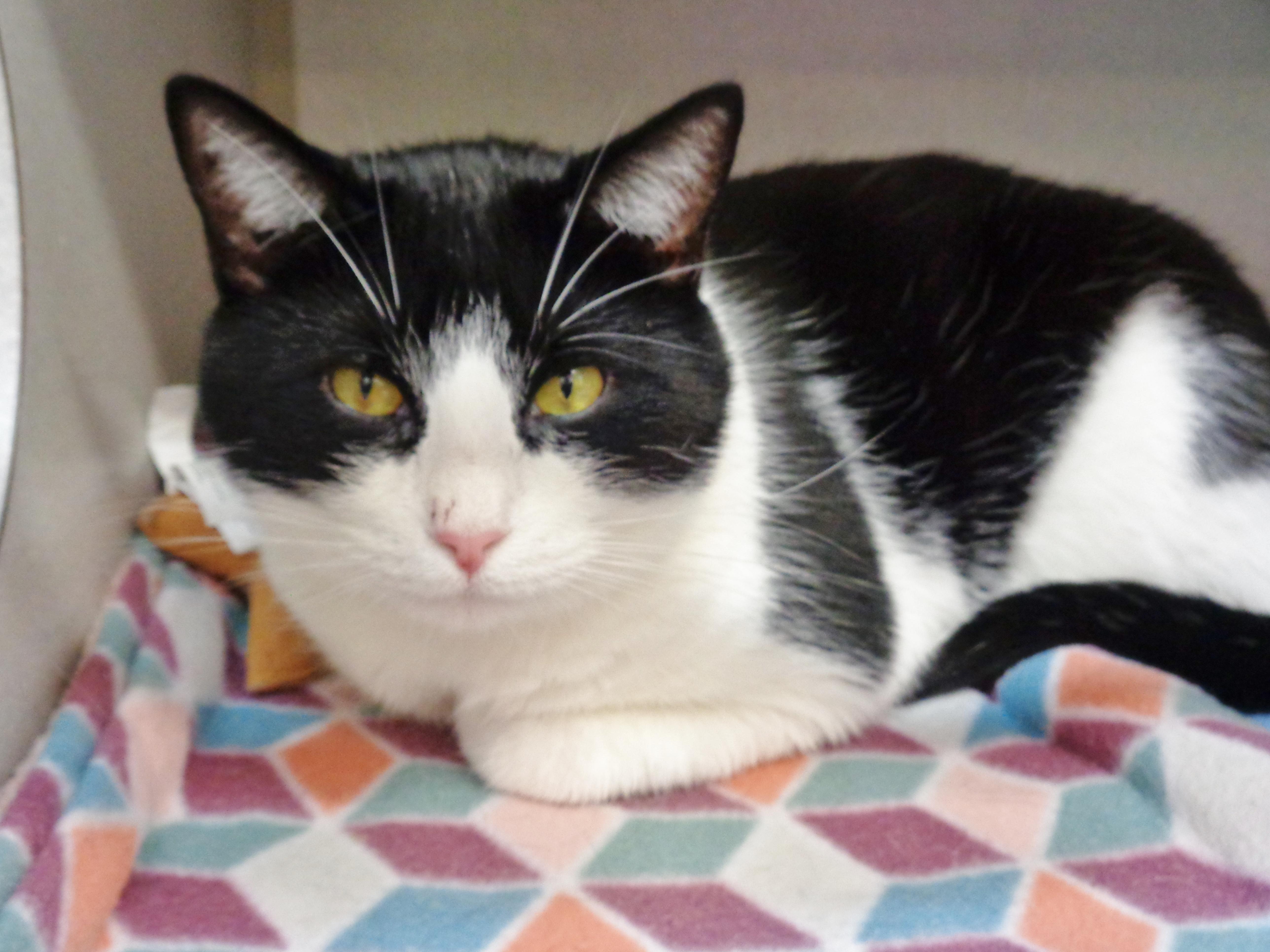 ATLAS, Adopted, Adult Male Domestic Short Hair.