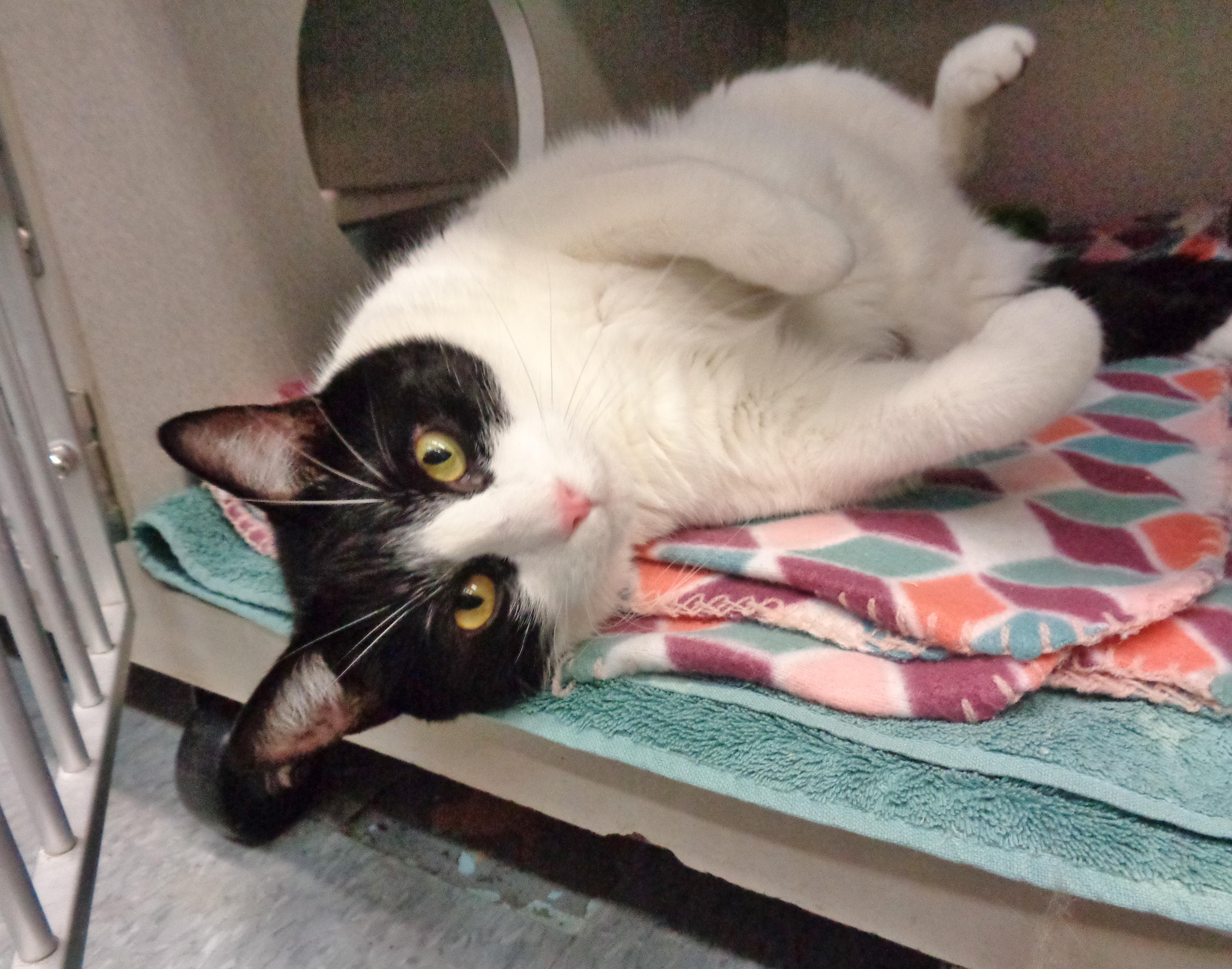 Enlarge ATLAS, a Adopted Domestic Short Hair in Delhi, NY image 2/6