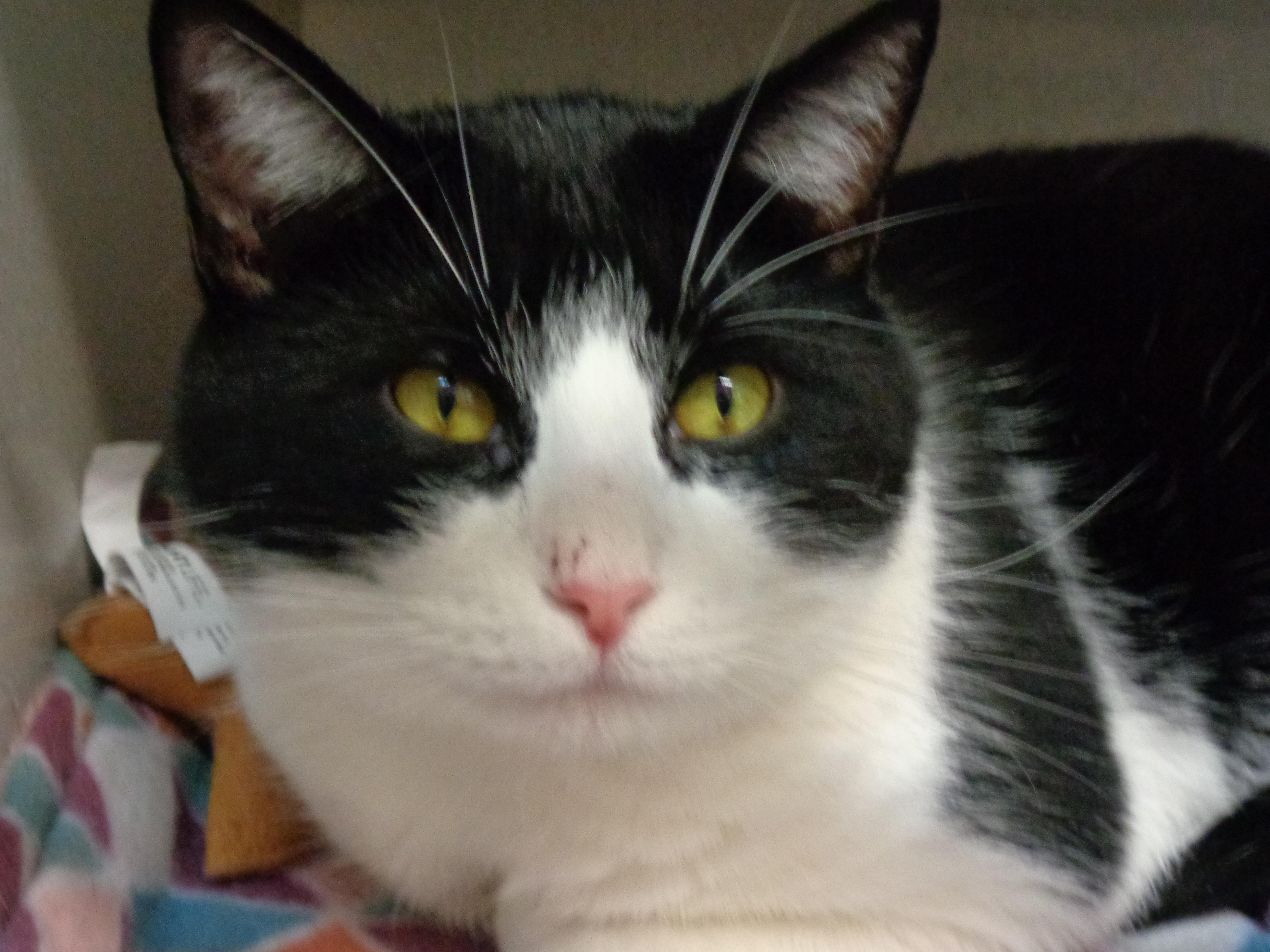 Enlarge ATLAS, a Adopted Domestic Short Hair in Delhi, NY image 6/6