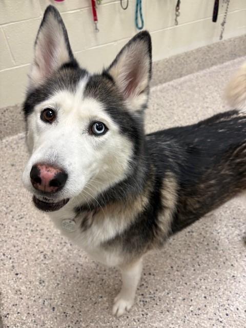 Enlarge KHALEESI, a Adoptable Siberian Husky in Brighton, CO image 1/1