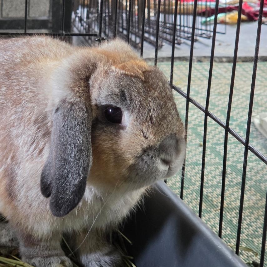 Enlarge Benny, a Adopted Mini Lop in Conway, SC image 1/1