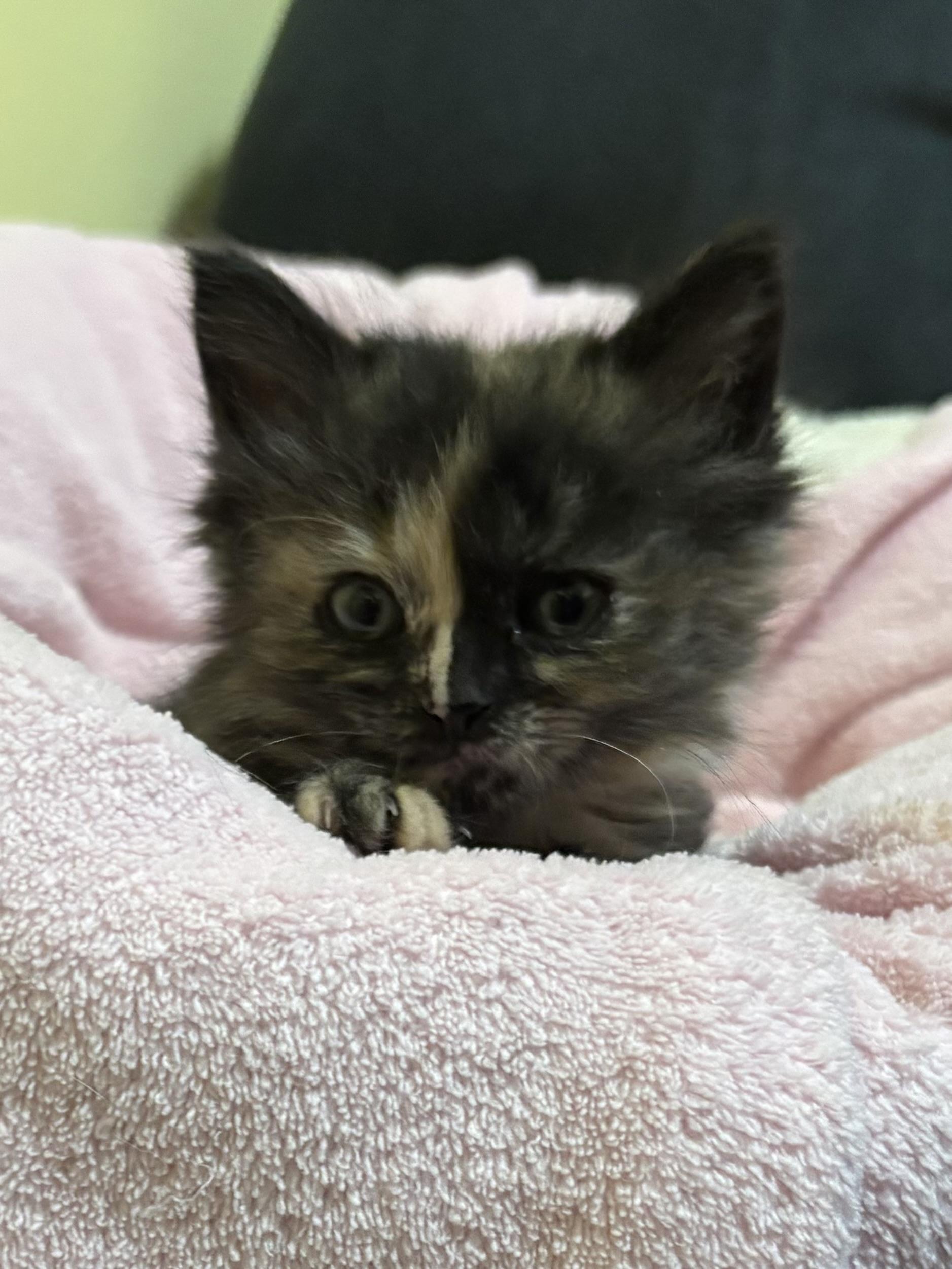 Enlarge Winnie, an adopted Domestic Medium Hair in Big Rapids, MI image 4/4