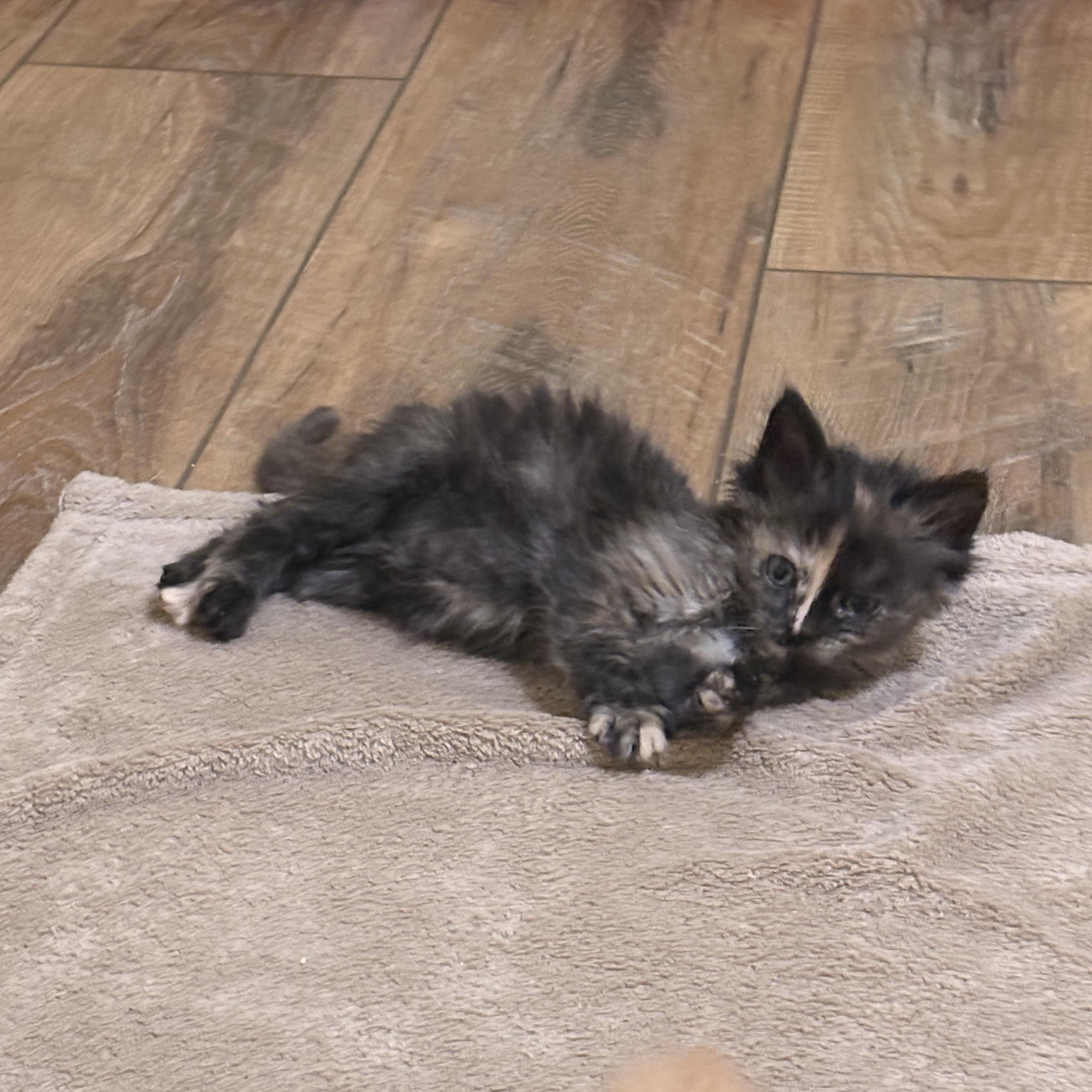 Enlarge Winnie, an adopted Domestic Medium Hair in Big Rapids, MI image 3/4