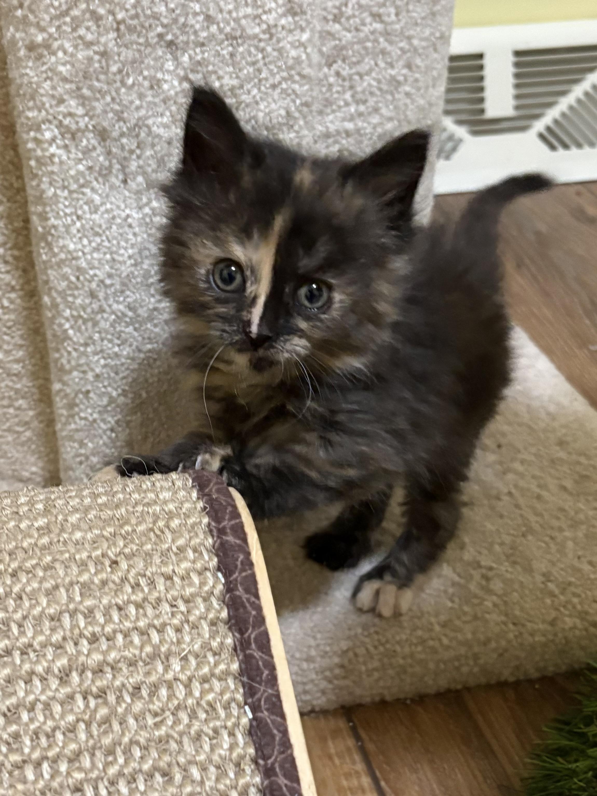 Enlarge Winnie, an adopted Domestic Medium Hair in Big Rapids, MI image 2/4