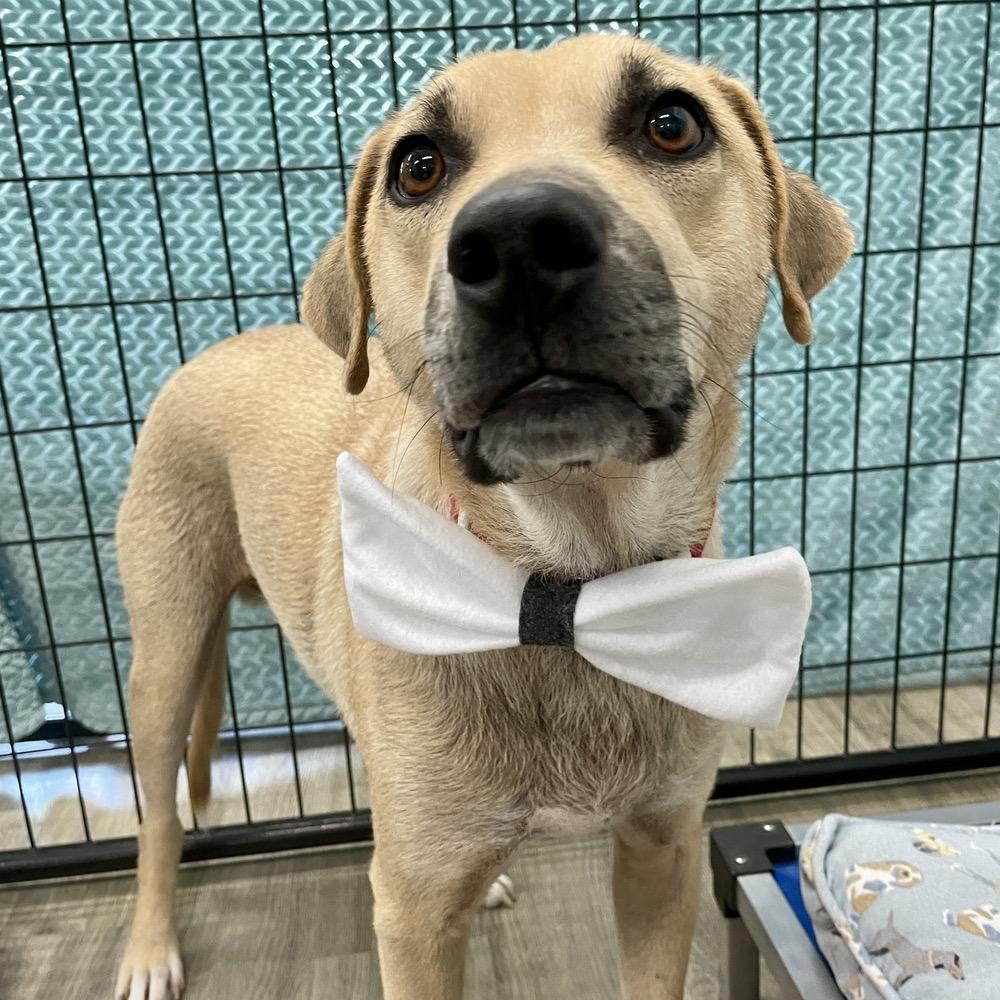 Clyde, a Adoptable Mixed Breed in Hurricane, UT image 2/6