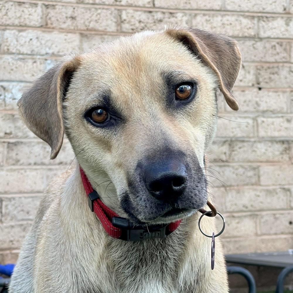 Clyde, a Adoptable Mixed Breed in Hurricane, UT image 3/6