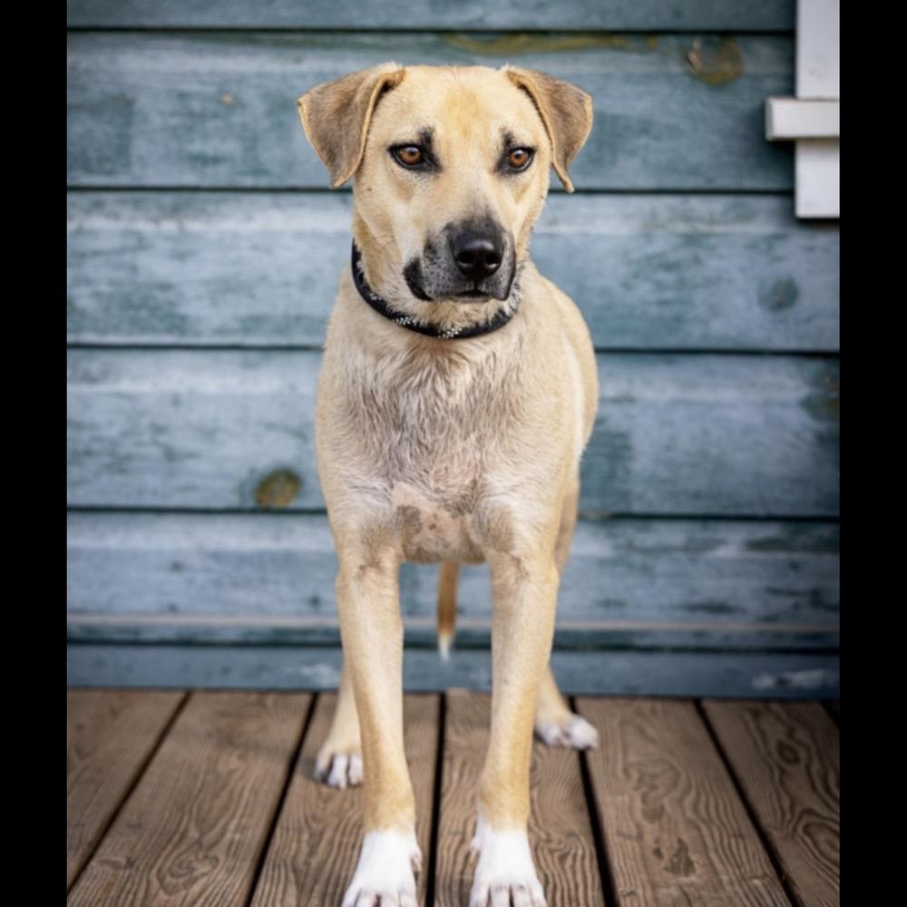 Clyde, a Adoptable Mixed Breed in Hurricane, UT image 4/6